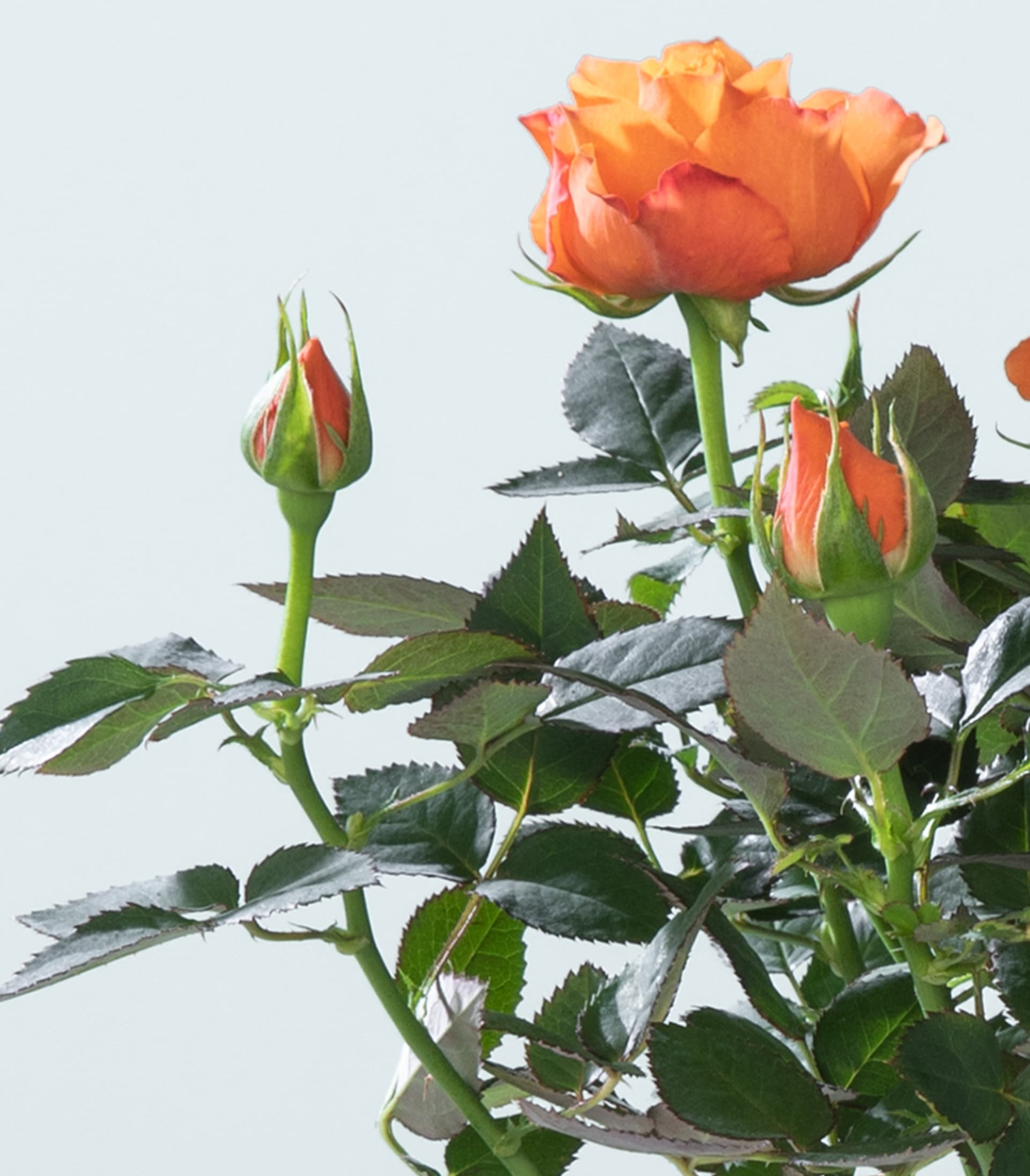 Zimmerrose 'Maracuja'