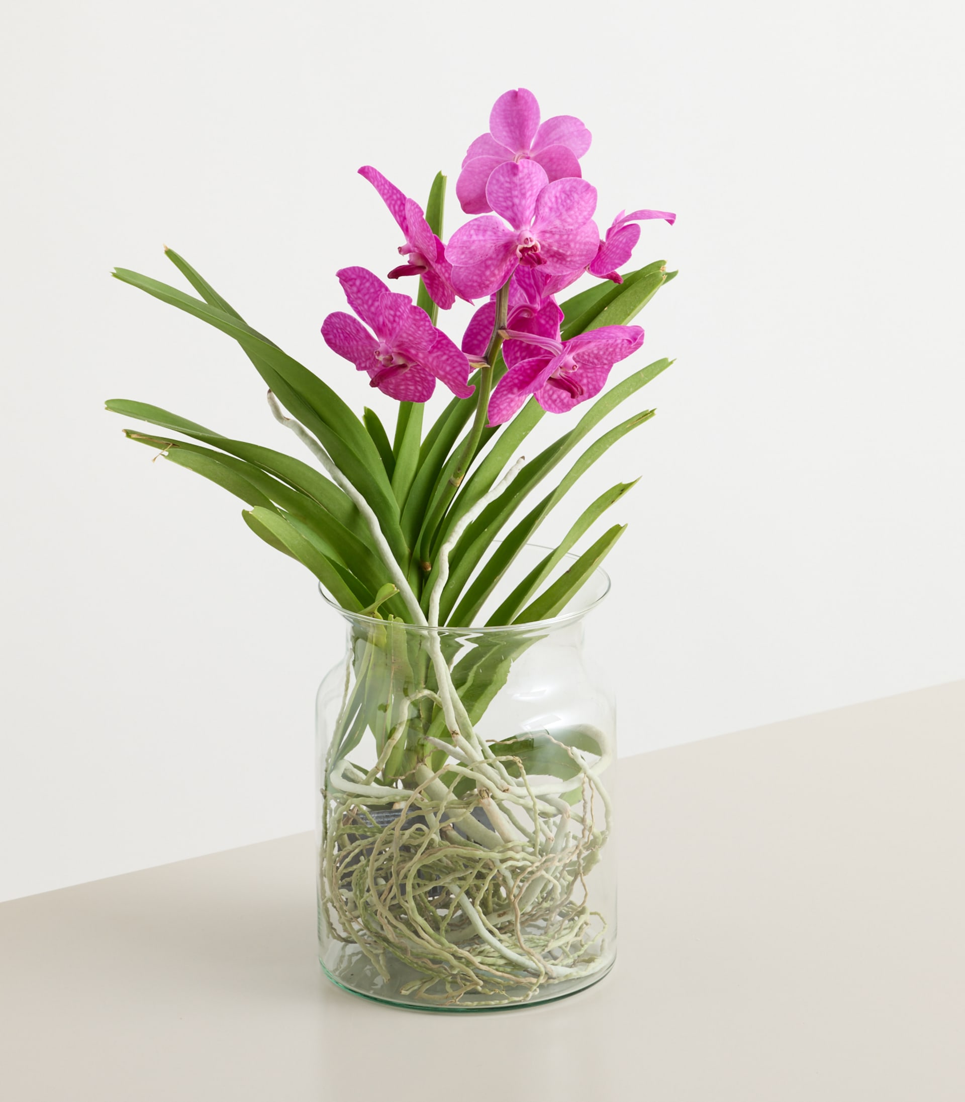 Vanda Orchidee Lila