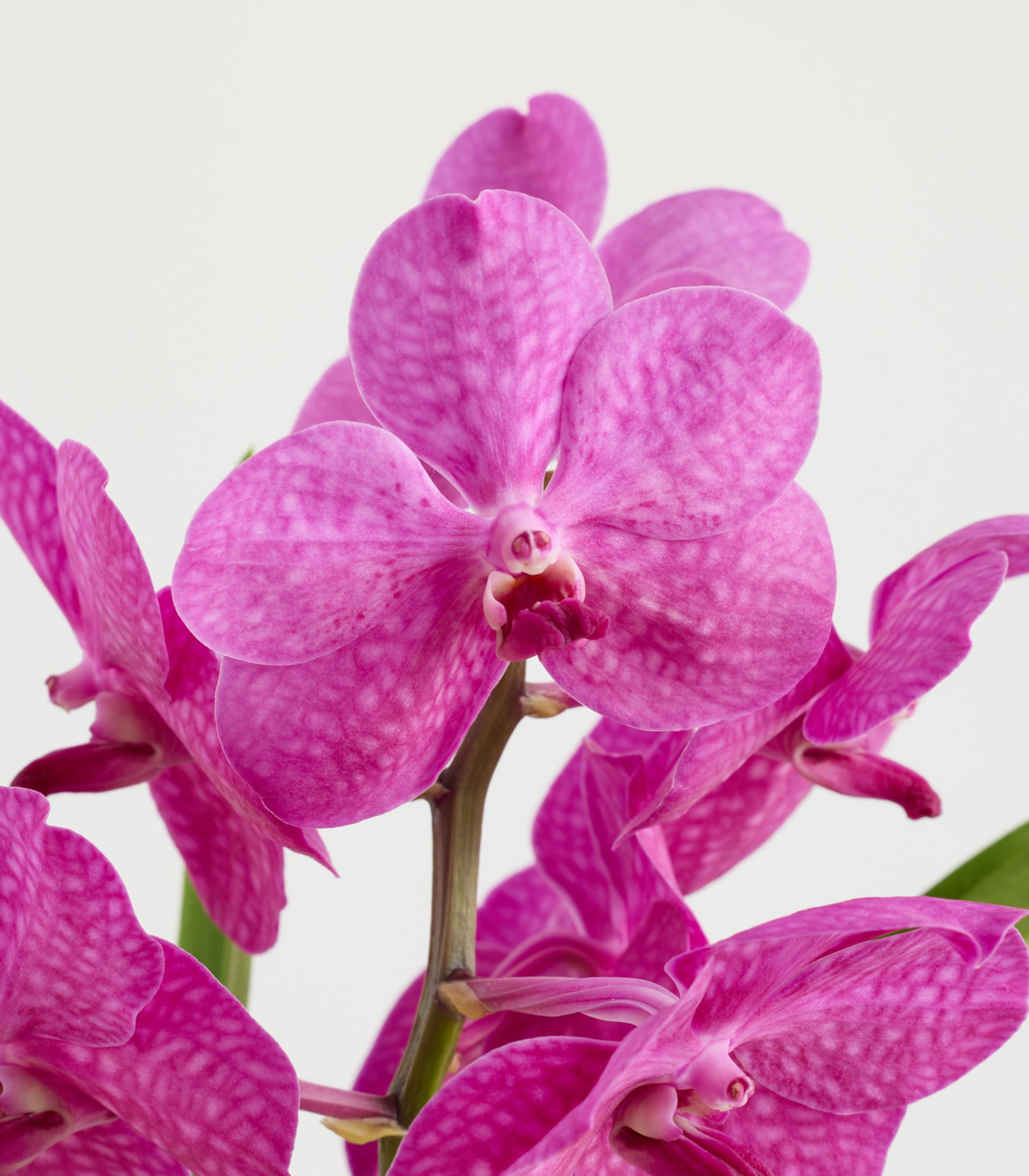 Vanda Orchidee Lila