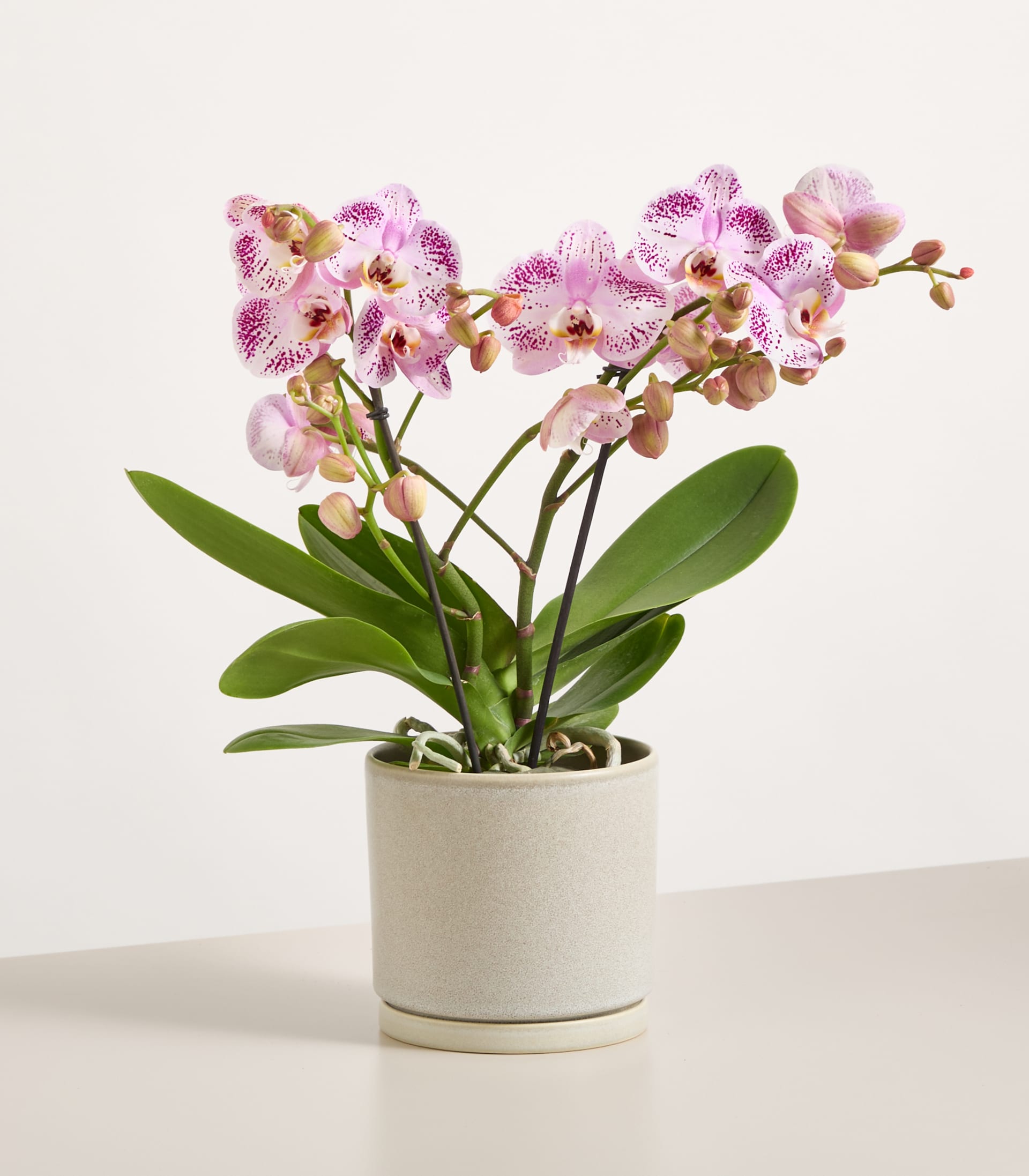 Ein leuchtender Strauß zarter rosa und violetter Orchideenblüten steht in einem schlichten weißen Keramiktopf vor einem reinweißen Hintergrund. (Beschreibungstext KI-generiert)