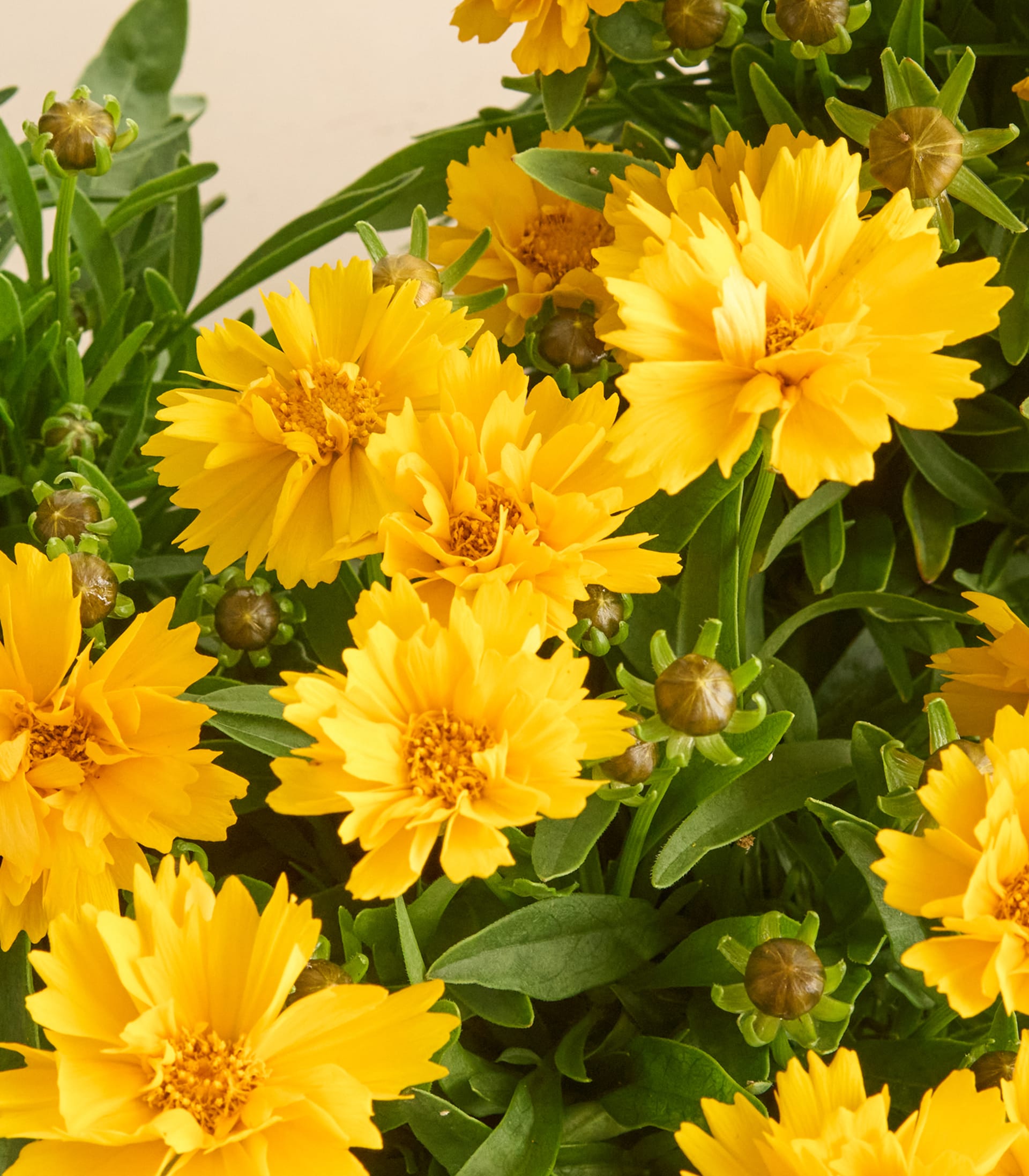 Leuchtend gelbe Coreopsis-Blüten erblühen inmitten üppigen grünen Laubs und bieten einen fröhlichen und lebendigen Anblick.