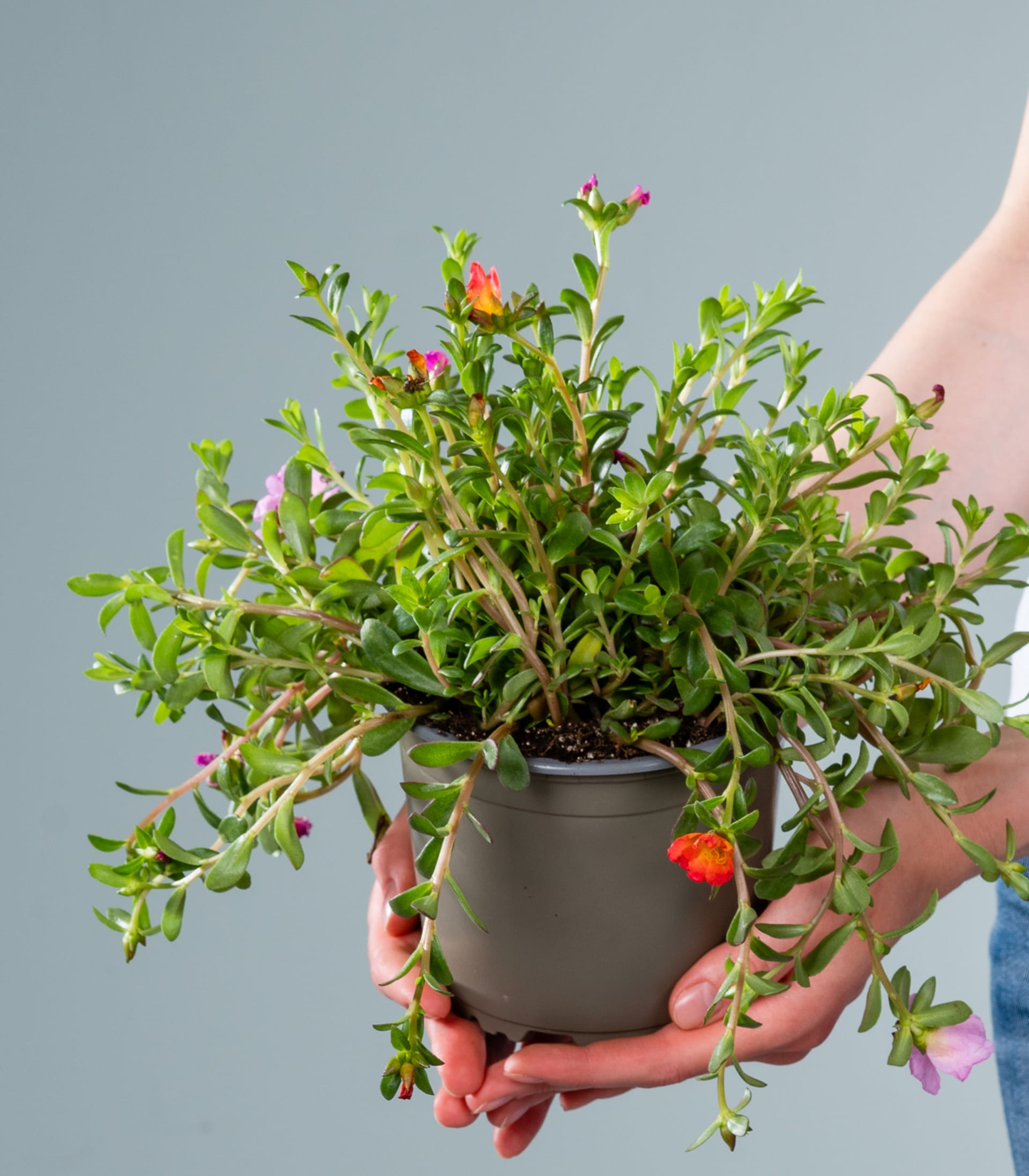Eine üppige, grüne Pflanze mit kleinen roten Beeren wird in den Händen einer Person vor einem schlichten, hellblauen Hintergrund gehalten.