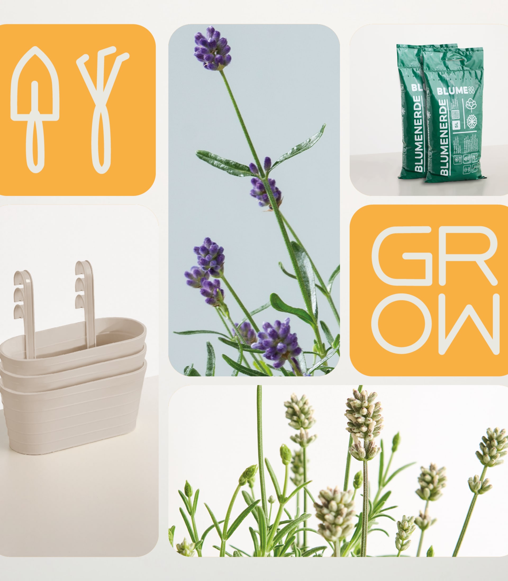 Lavendel Mix mit Balkonkasten - 11 Stück