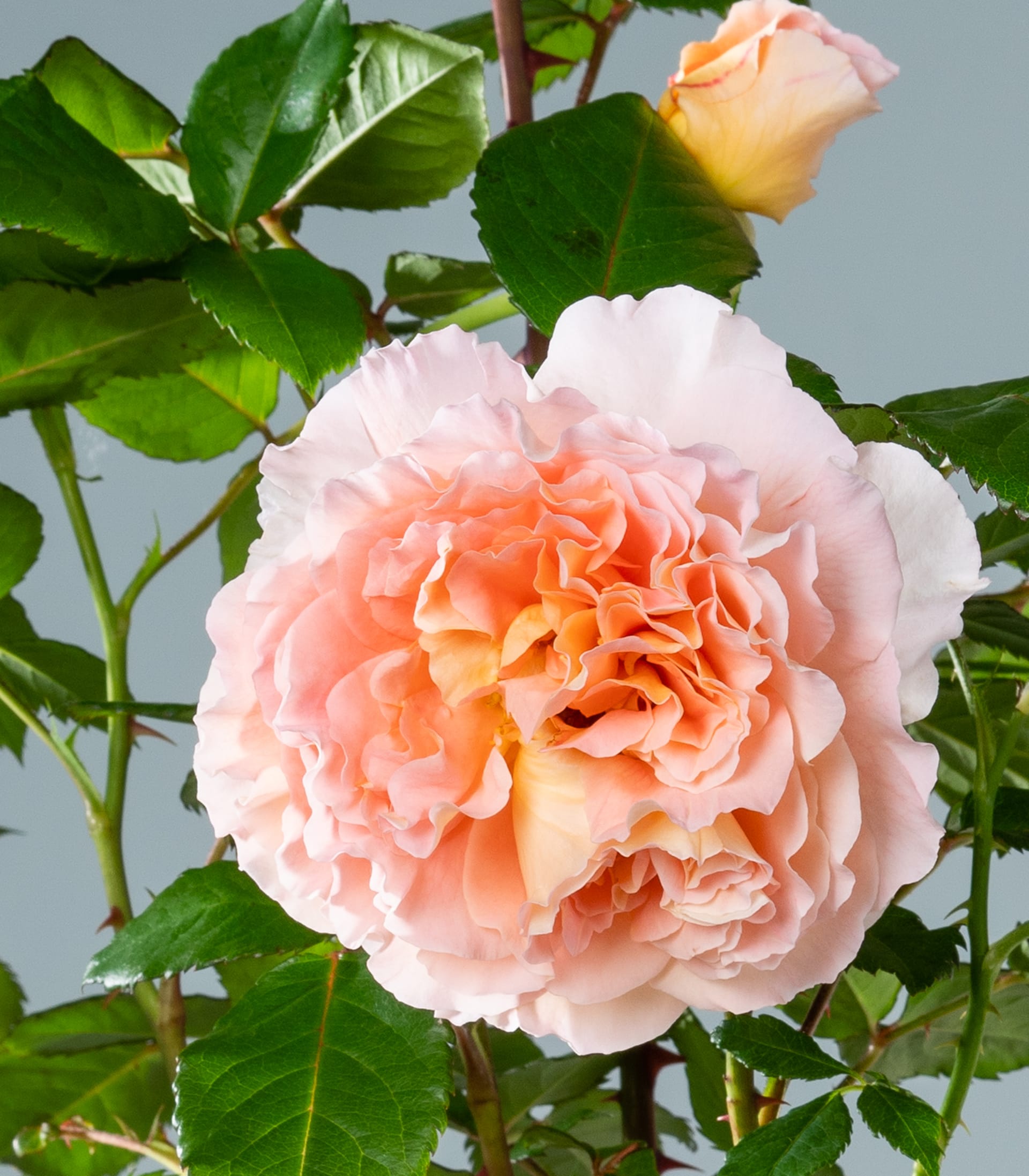 Edelrose 'Augusta Luise'