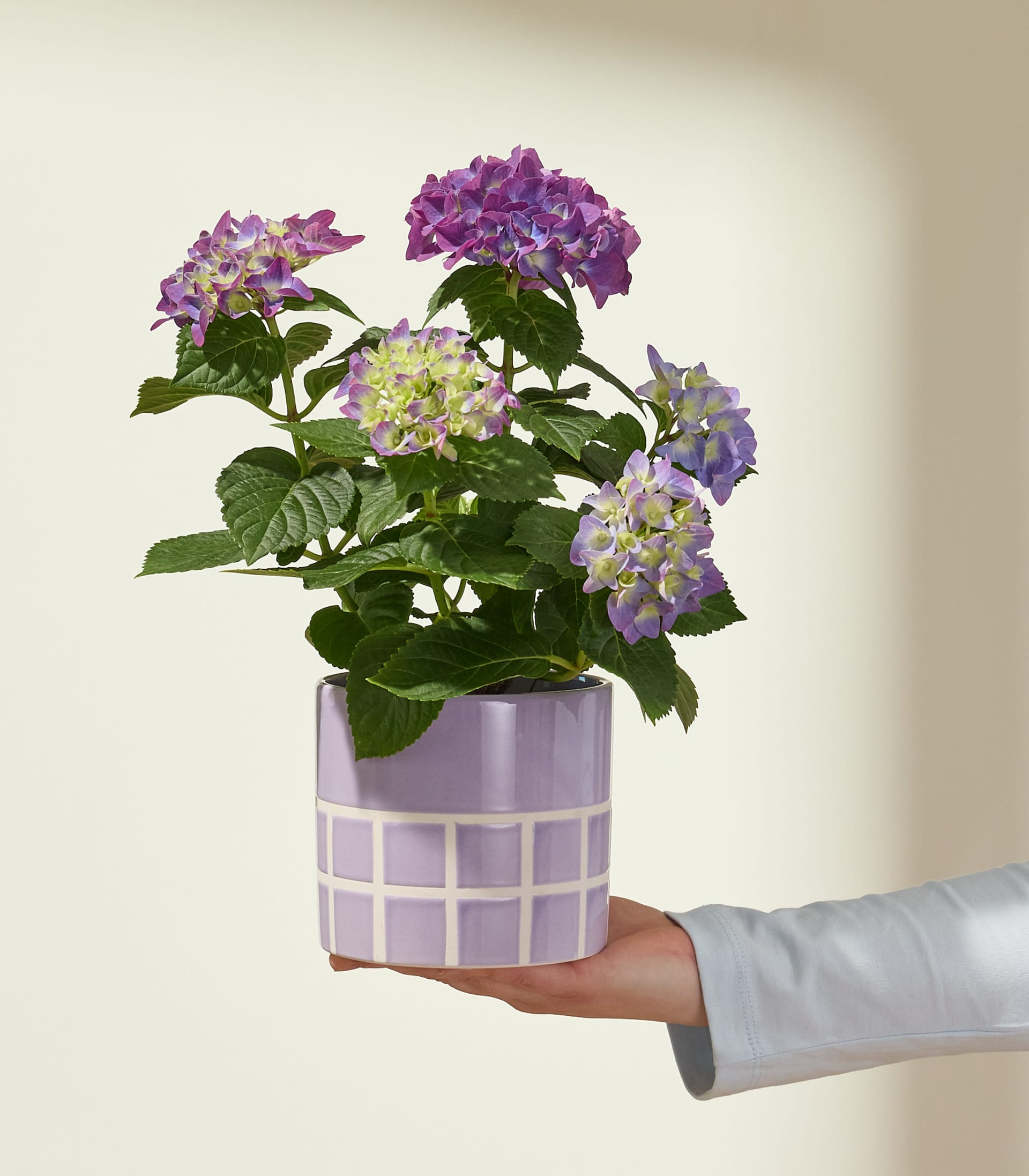 Ein farbenfroher Strauß rosa und violetter Hortensienblüten steht in einem dekorativen Keramiktopf auf einer weißen Oberfläche.