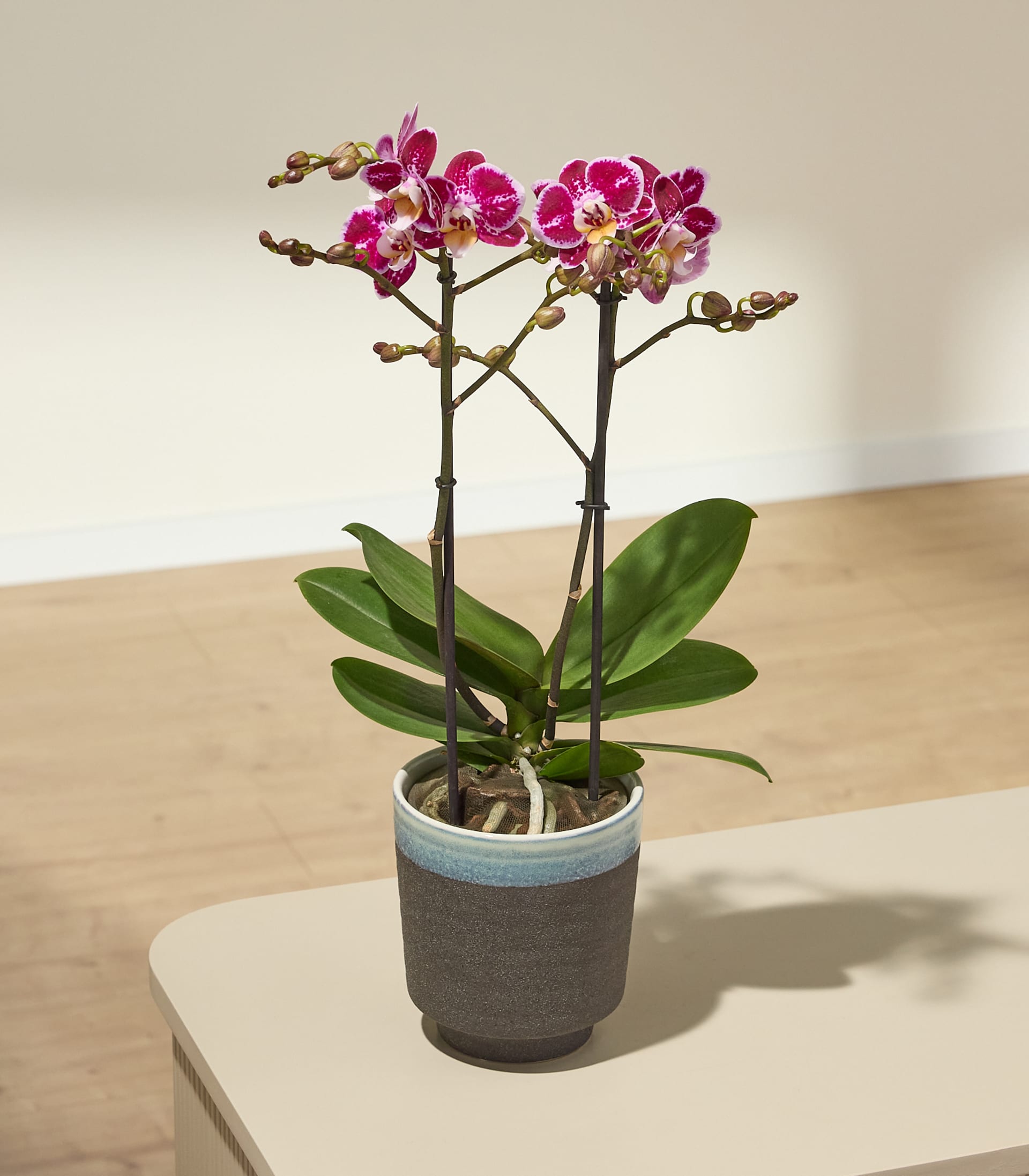 Orchidee Bubbles
