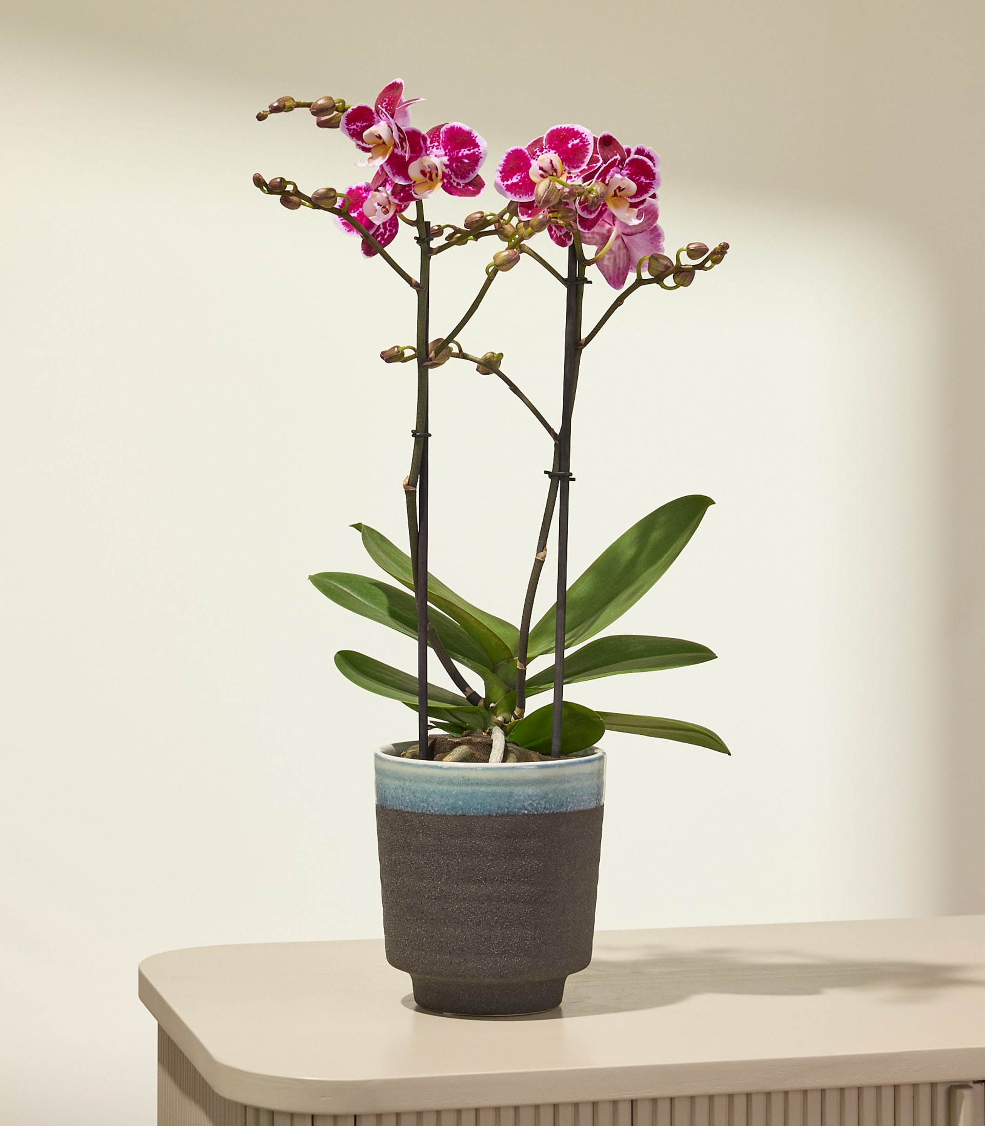 Orchidee Bubbles