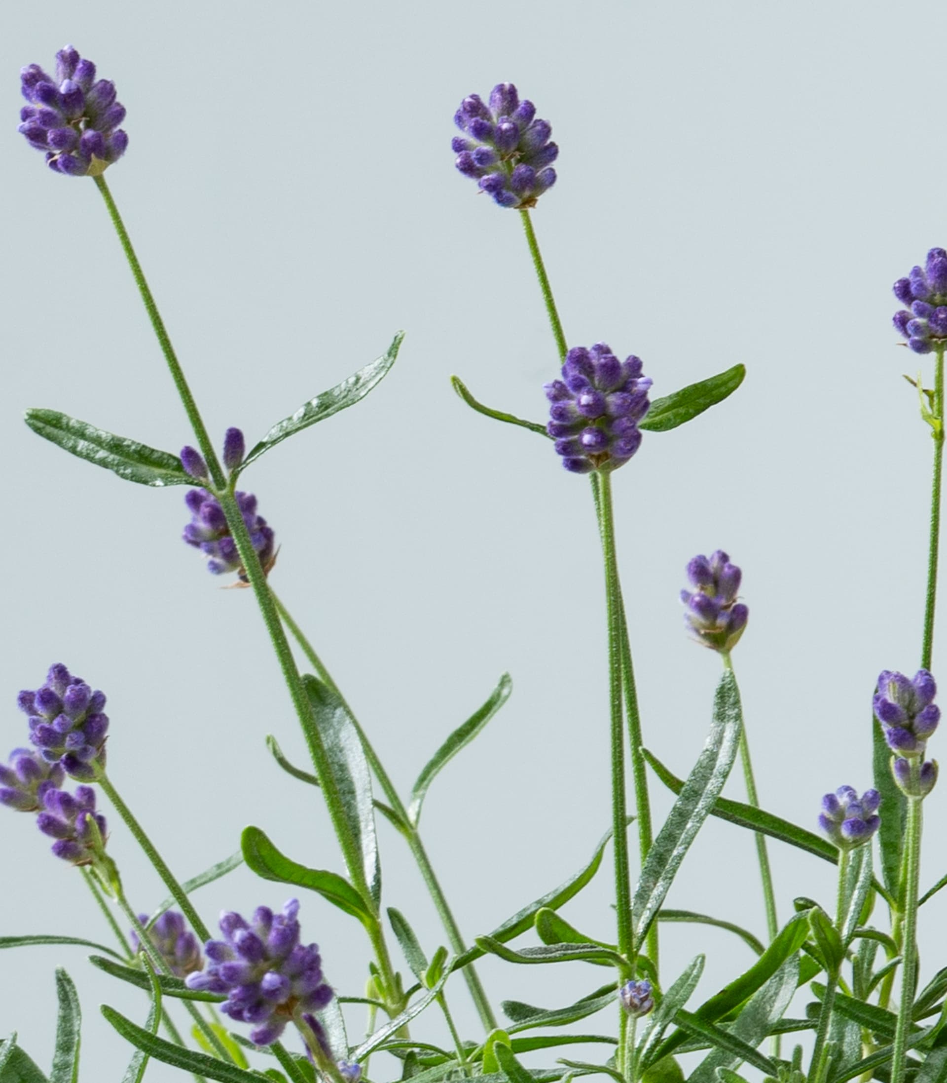Balkonkasten Set mit Lavendel - 12 Stück