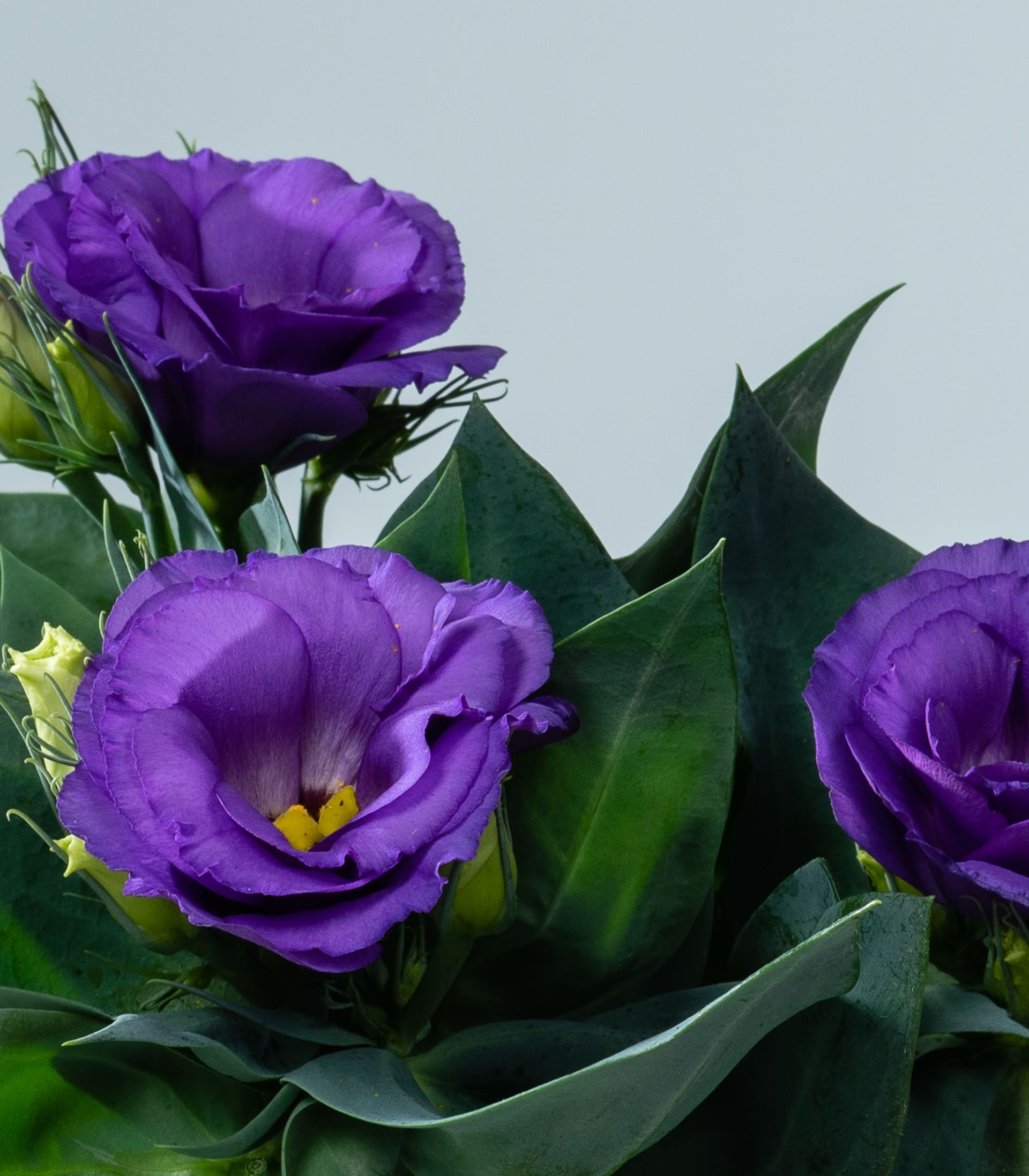 Blauer Prärieenzian M