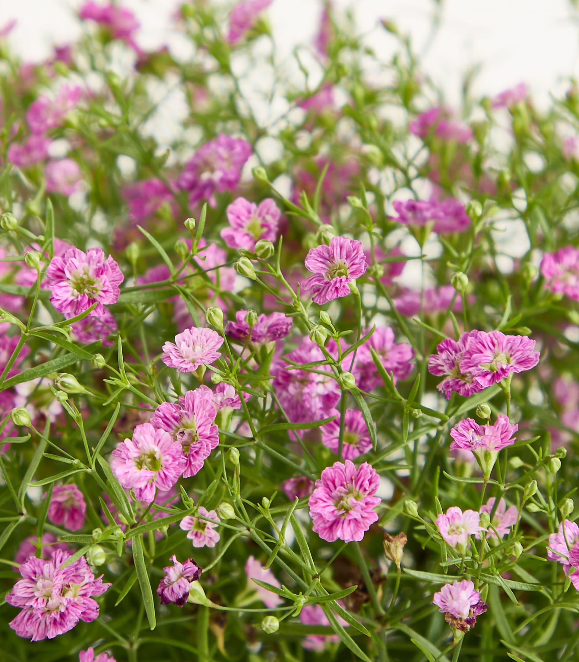 Zarte rosa Blüten mit grünen Stielen füllen den Vordergrund vor einem weichen, verschwommenen weißen Hintergrund.
