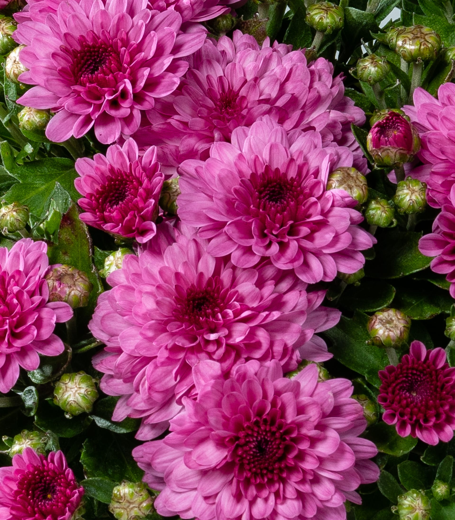 Im Vordergrund füllt ein Cluster leuchtend pinkfarbener Chrysanthemen mit noch geschlossenen Knospen den Raum vor einem sanftgrünen, blattreichen Hintergrund.