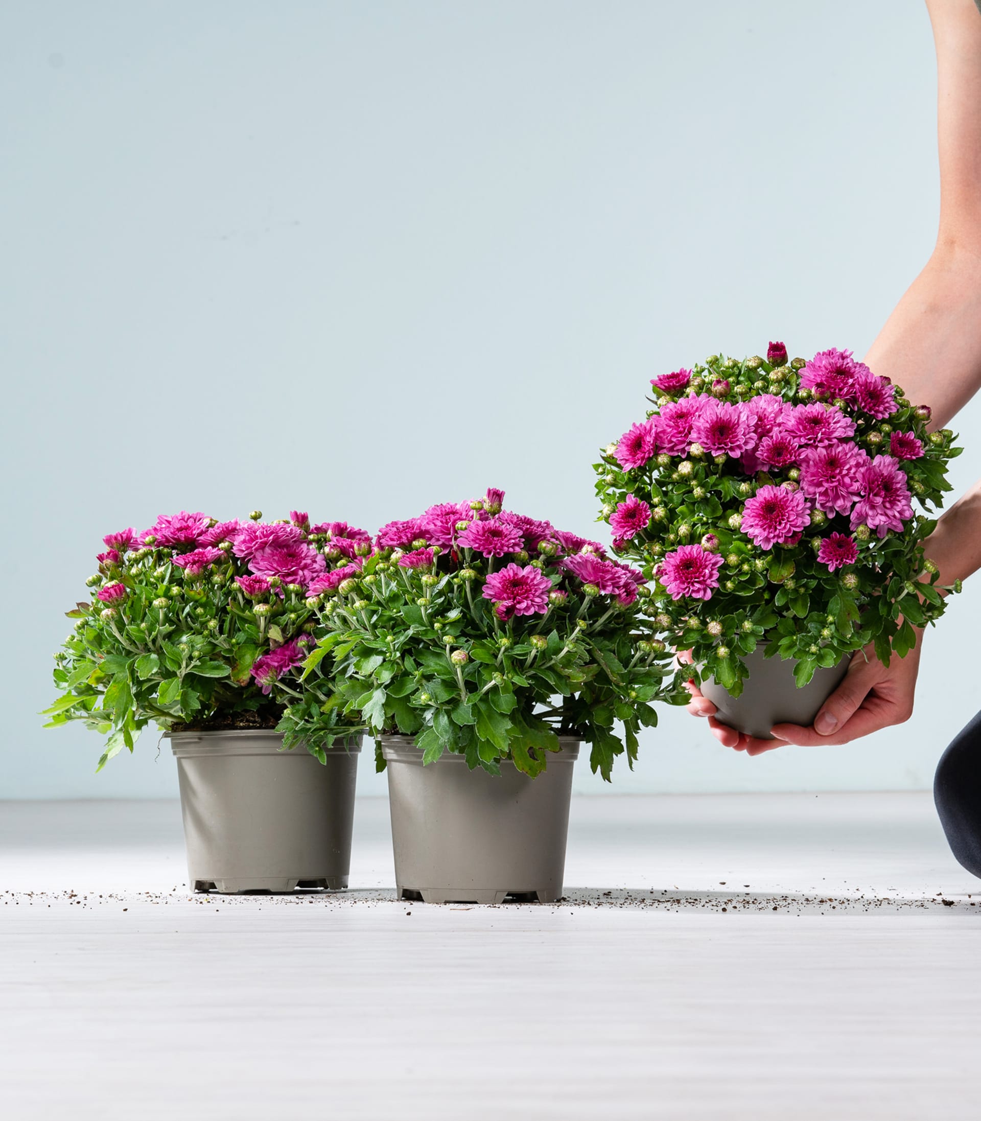 Zwei rosafarbene Topfchrysanthemen stehen auf einem hellen Boden vor einer hellblauen Wand, während die Hände einer Person eine dritte Topfchrysantheme halten.