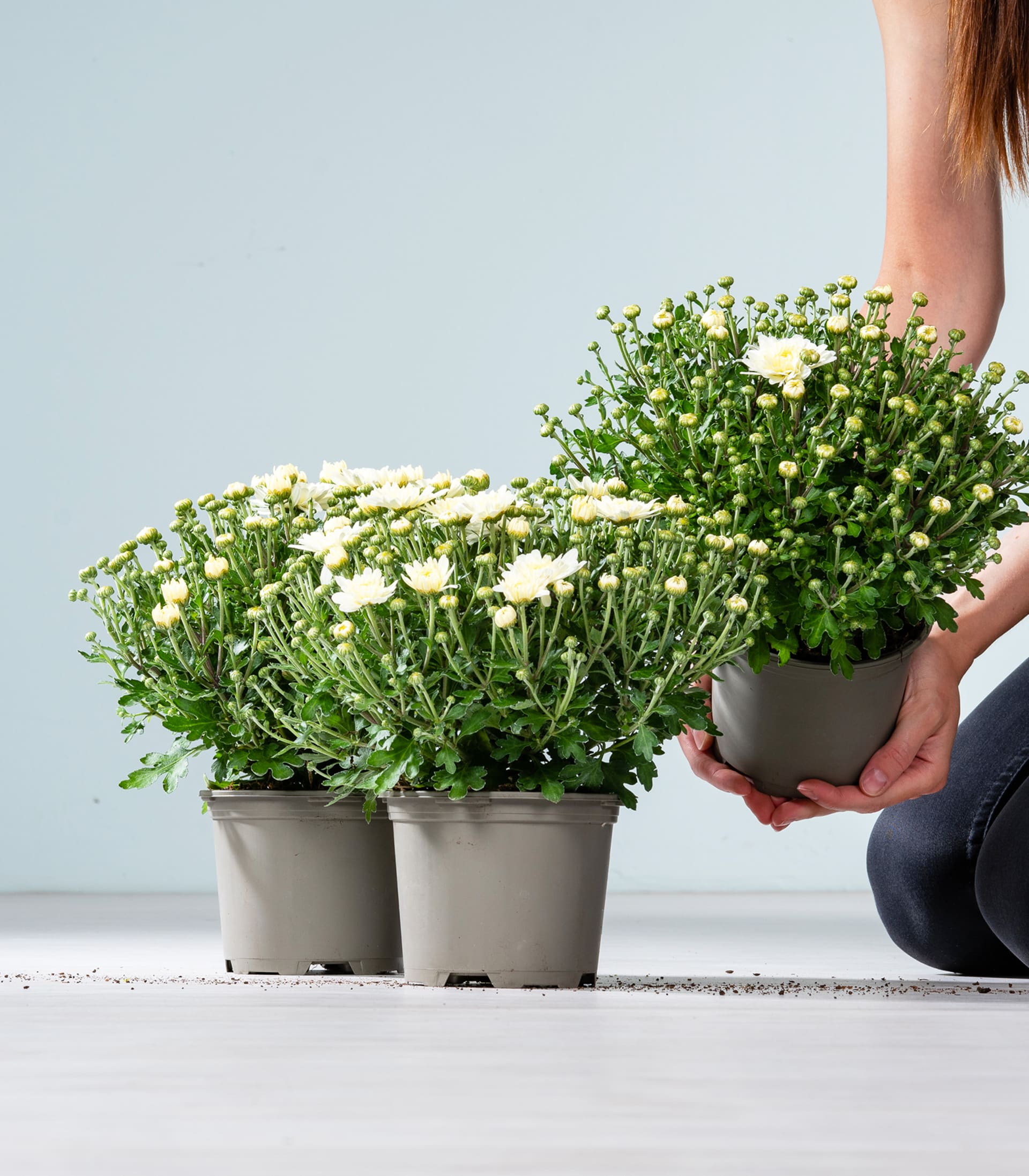Drei weiße Chrysanthemen in Töpfen stehen auf einem hellen Boden vor einer Person, die einen der Töpfe an eine hellblaue Wand hält.