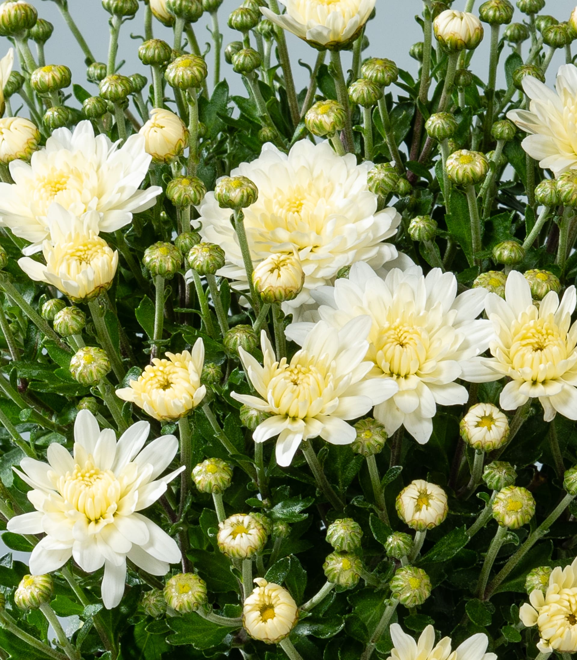 Im Vordergrund steht eine Gruppe weißer Chrysanthemen mit gelben Blütenzentren, während ungeöffnete Knospen und grünes Laub einen dichten Hintergrund bilden.