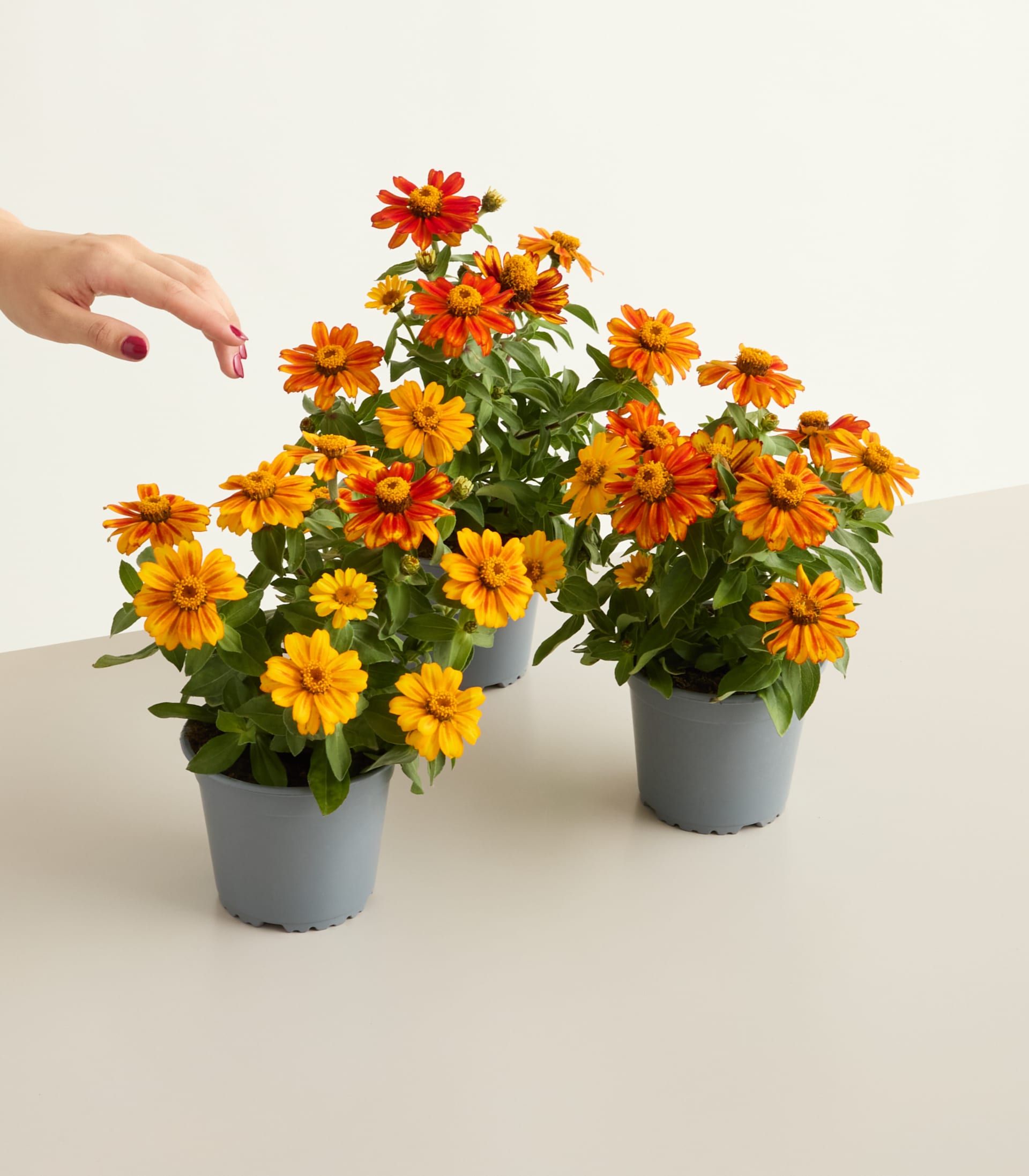 Ein dichtes Feld leuchtend orangefarbener und gelber Zinnien mit dunklen Zentren füllt den Vordergrund, während verschwommenes grünes Laub einen weichen Hintergrund bildet.