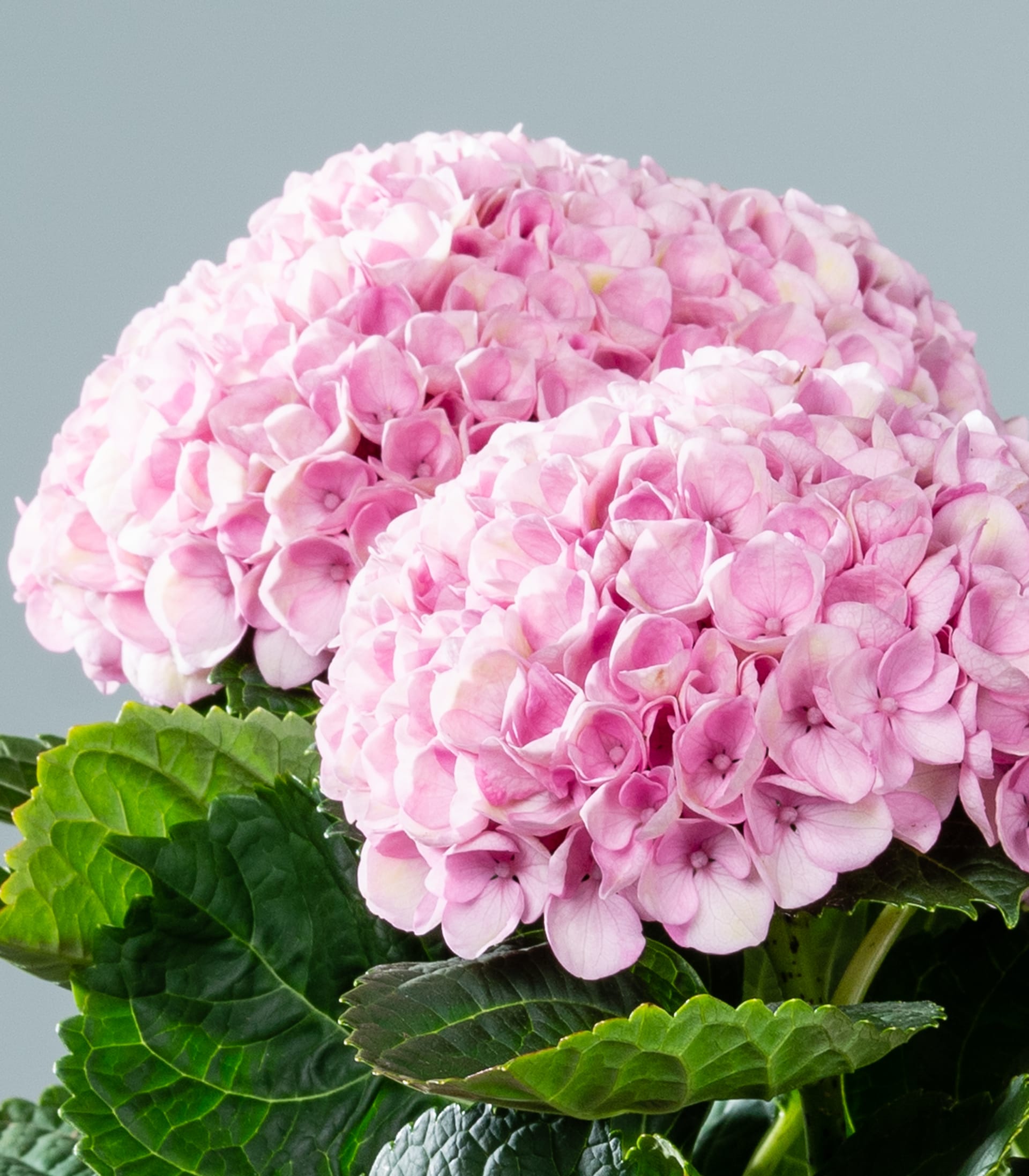Zwei große, flauschige rosa Hortensienblüten mit leuchtend grünen Blättern heben sich von einem sanften, gedeckten blauen Hintergrund ab.