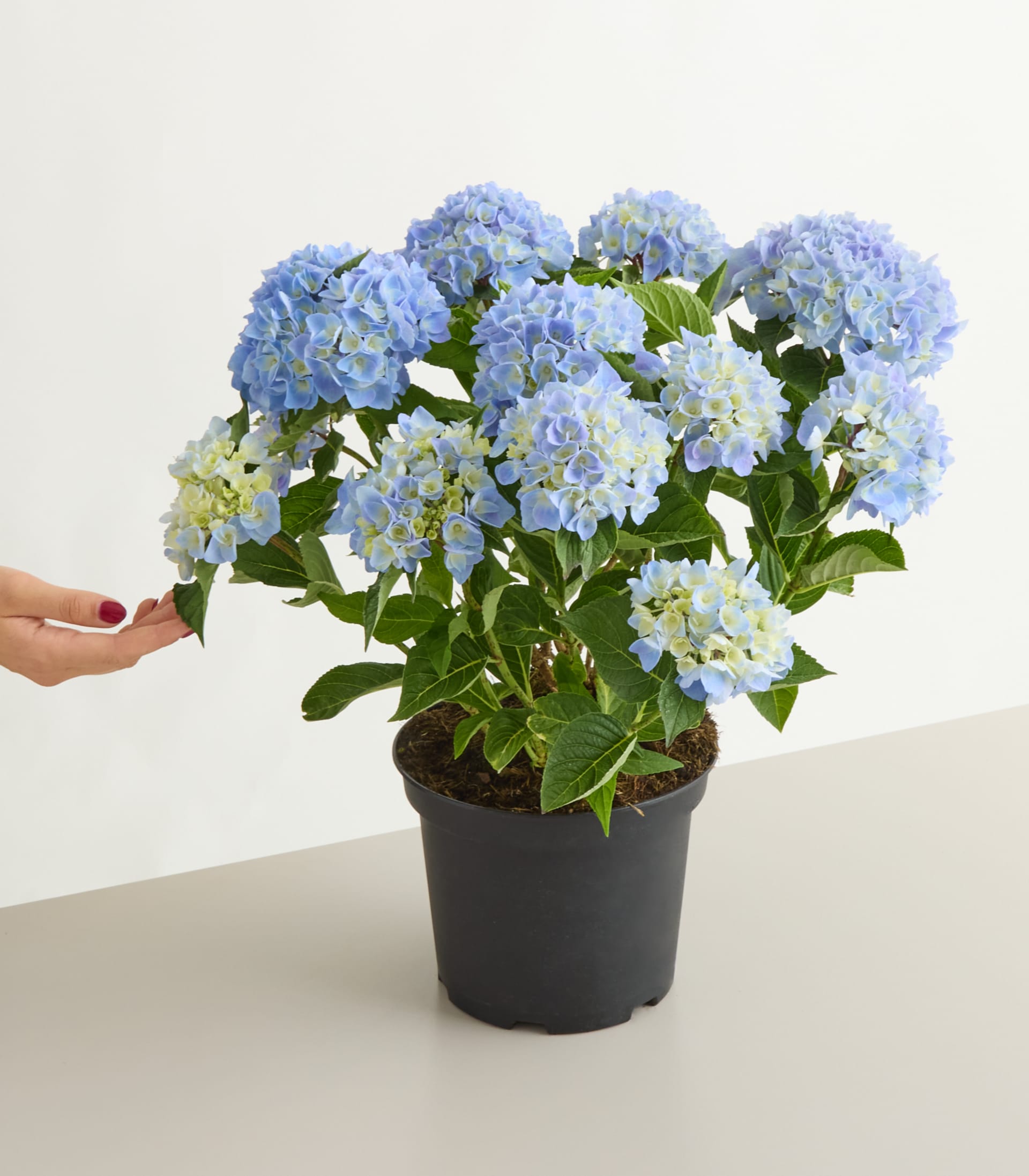 Hände halten eine Topfhortensie mit blauen und grünen Blüten vor einem schlichten grauen Hintergrund.