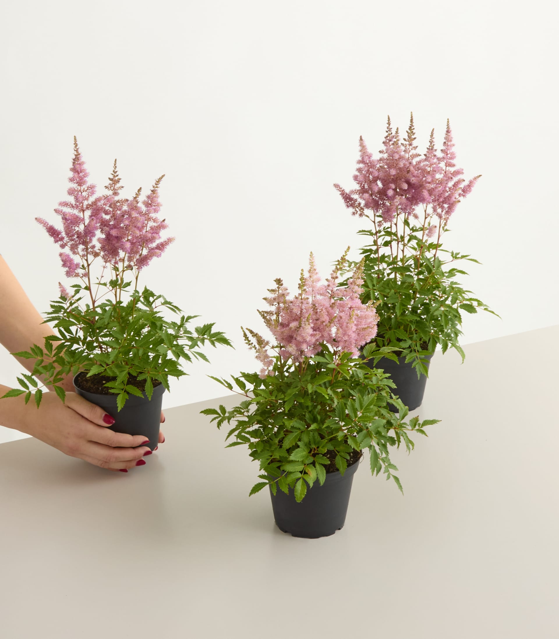 Über dem dunkelgrünen Laub erhebt sich ein Büschel federartiger, rosa und weißer Astilbenblüten vor einem verschwommenen grünen Hintergrund.