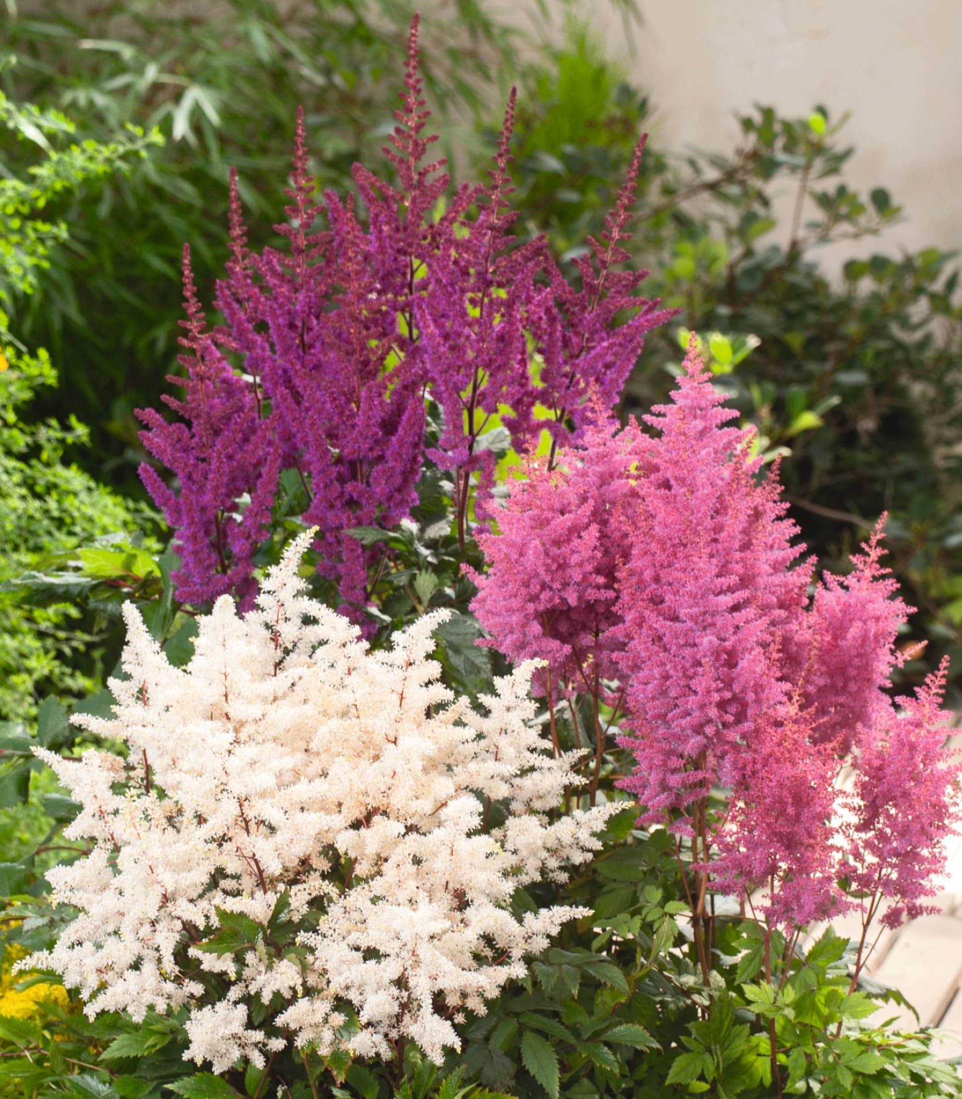 Im Vordergrund heben sich weiße, rosa und violette Astilbenblüten vor einem verschwommenen Hintergrund aus grünem Laub und einer hellen Holzoberfläche ab.