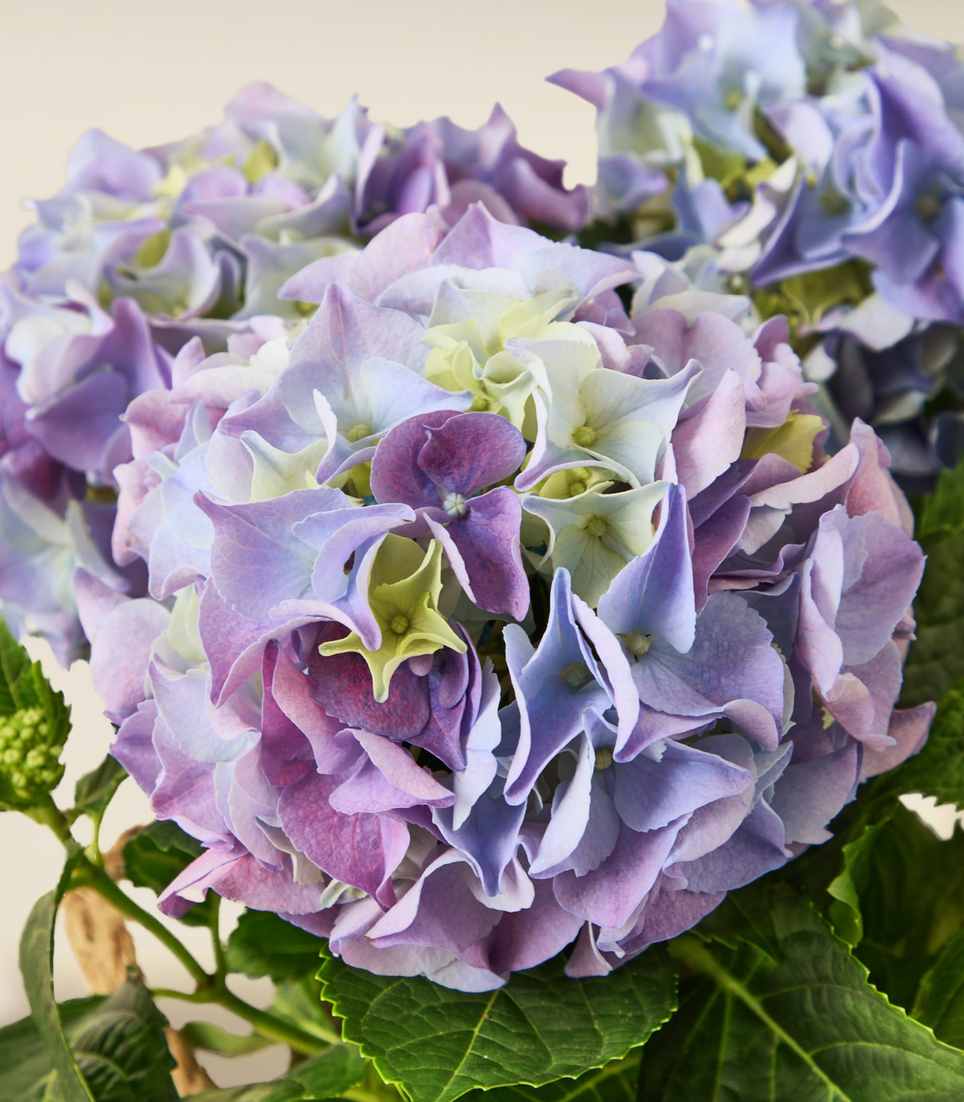 Ein geflochtener Korb gefüllt mit leuchtend violetten und blauen Hortensienblüten, begleitet von üppigem grünem Laub und zarten Lavendelzweigen, gehalten in den Händen einer unsichtbaren Person vor einem schlichten weißen Hintergrund.