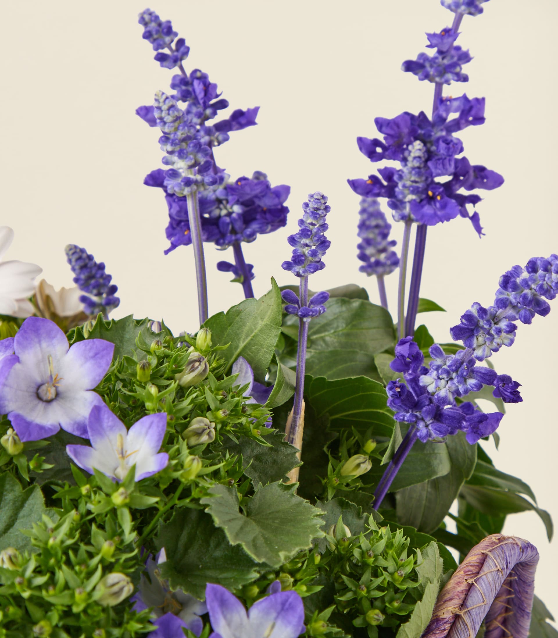Ein leuchtender Strauß violetter und weißer Blumen, darunter Lavendel und Glockenblumen, vor einem schlichten weißen Hintergrund.