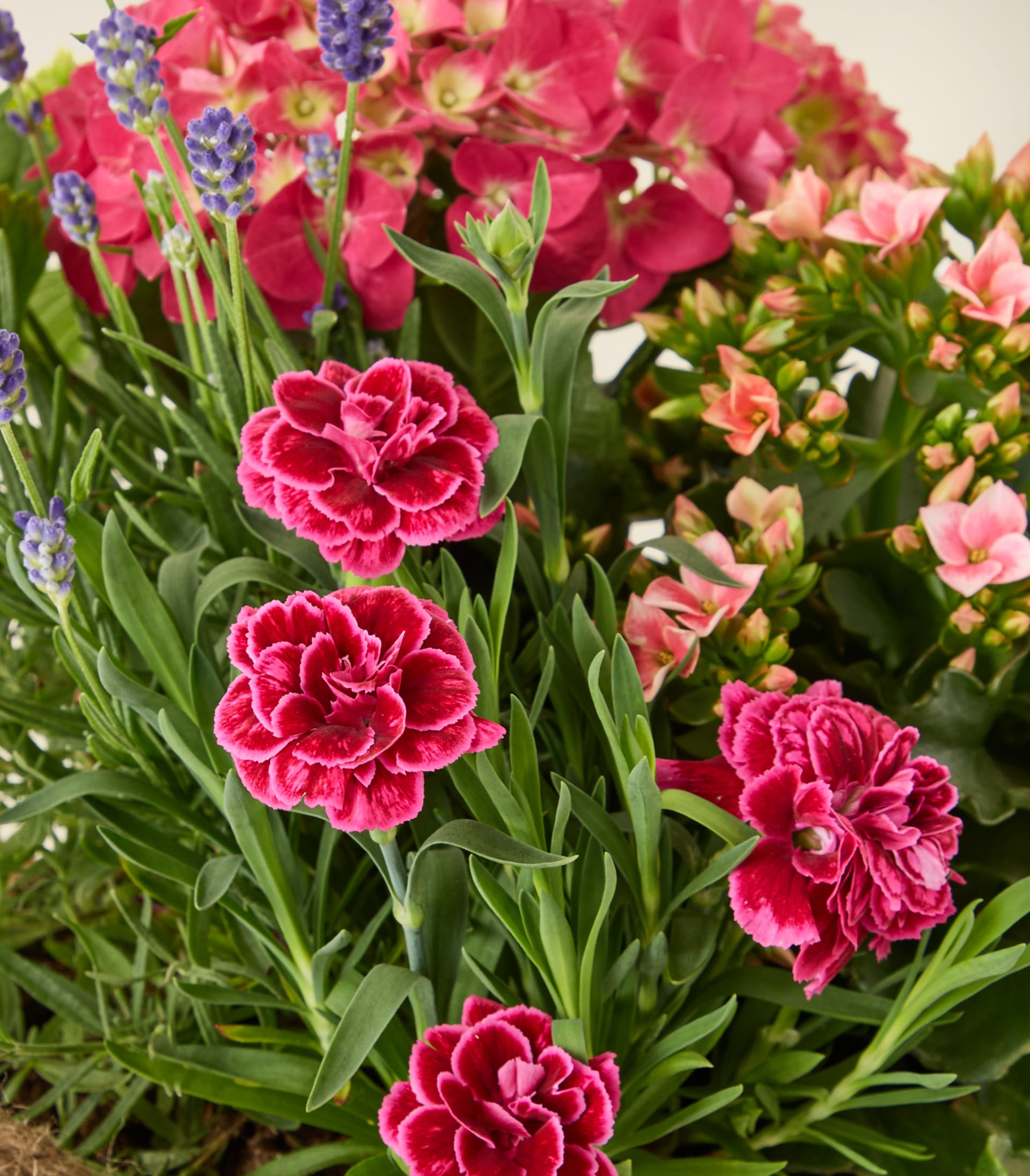 Ein lebendiger Strauß aus rosa Hortensien, roten Nelken und anderen bunten Blumen vor einem schlichten weißen Hintergrund.
