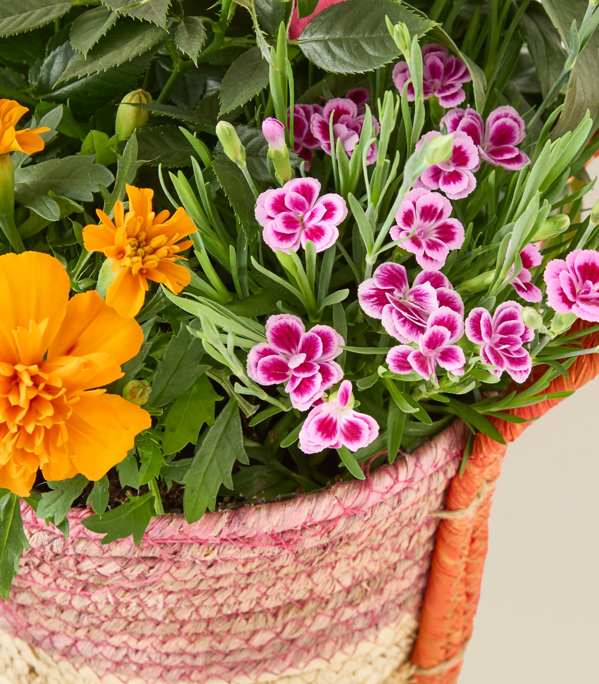 Eine leuchtende Auswahl an rosa und orangefarbenen Blumen in einem geflochtenen Korb, umgeben von üppigem grünem Laub, ergibt ein farbenfrohes und optisch ansprechendes Arrangement.