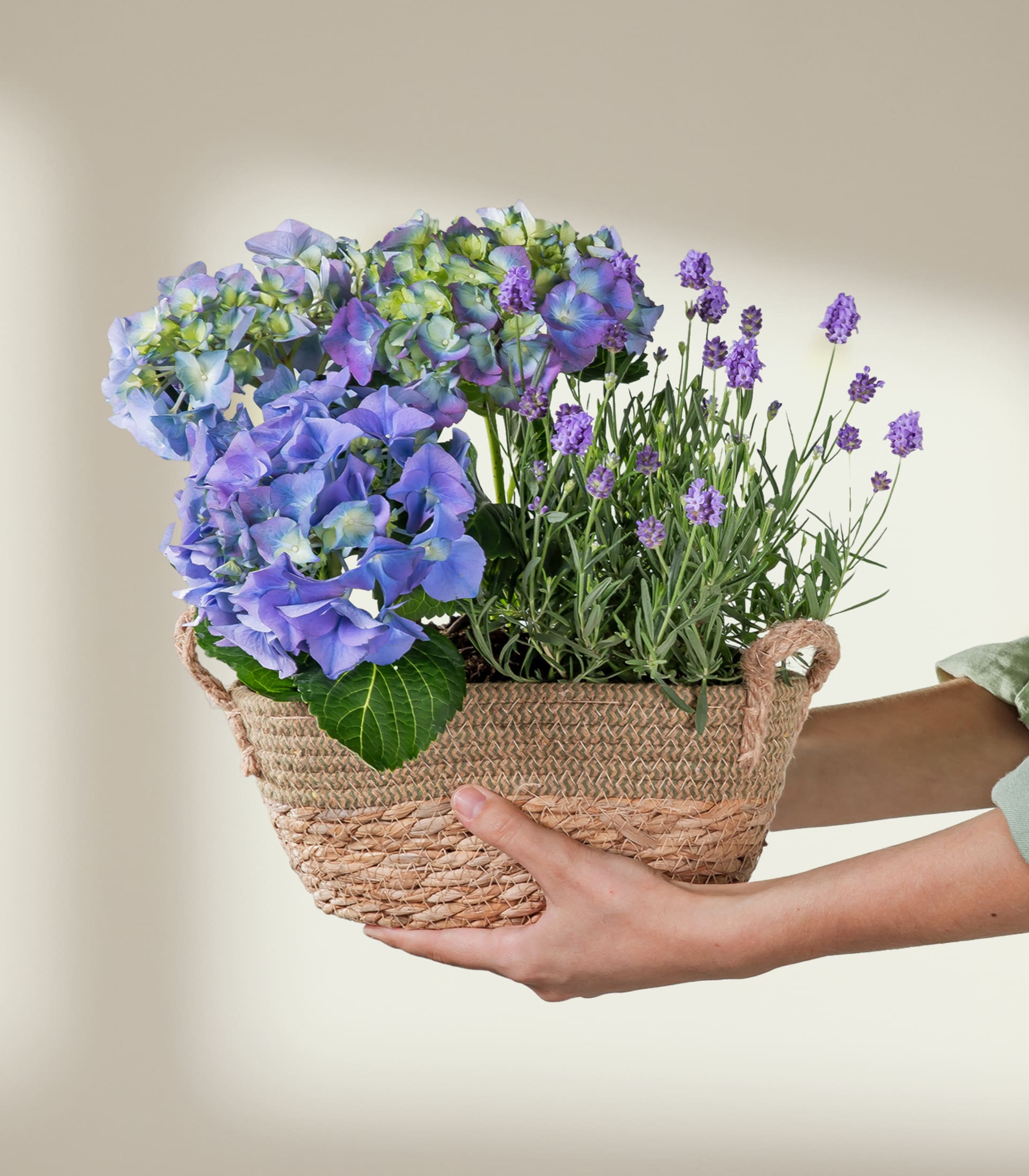 Ein geflochtener Korb, gefüllt mit einem farbenfrohen Arrangement aus violetten und blauen Blumen, darunter Lavendel und Hortensien, gehalten in den Händen einer Person in einem weißen Hemd.