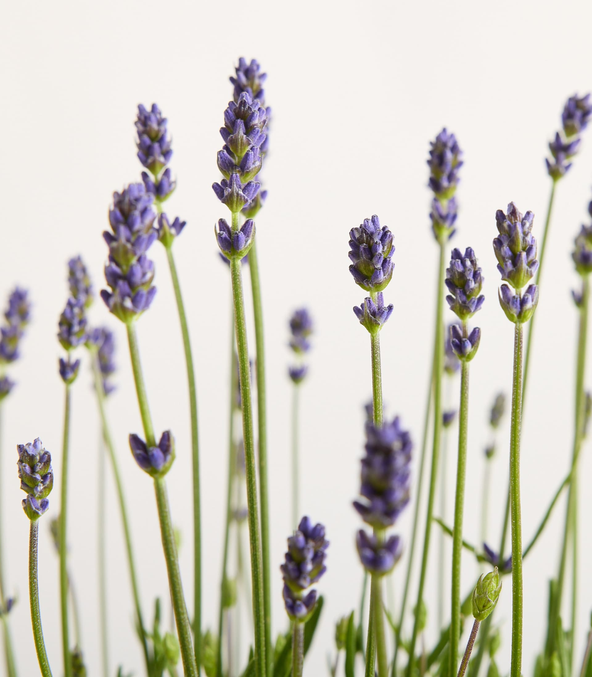 Ein Feld mit leuchtend violetten Lavendelblüten und grünen Blättern vor hellblauem Himmel.