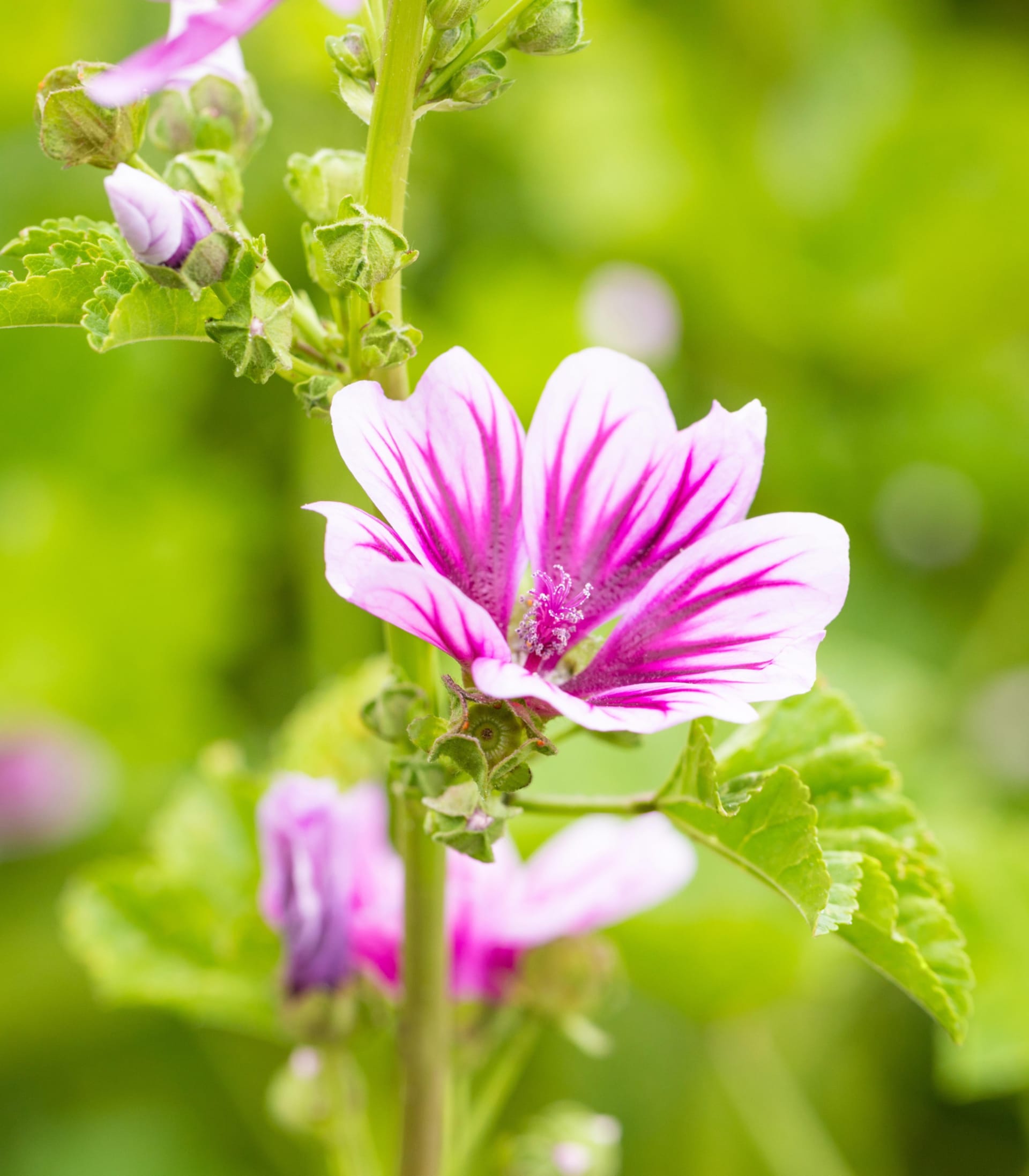 Im Vordergrund blüht eine zartrosa-weiß gestreifte Malvenblüte vor einem weichen, verschwommenen grünen Hintergrund aus Laub.