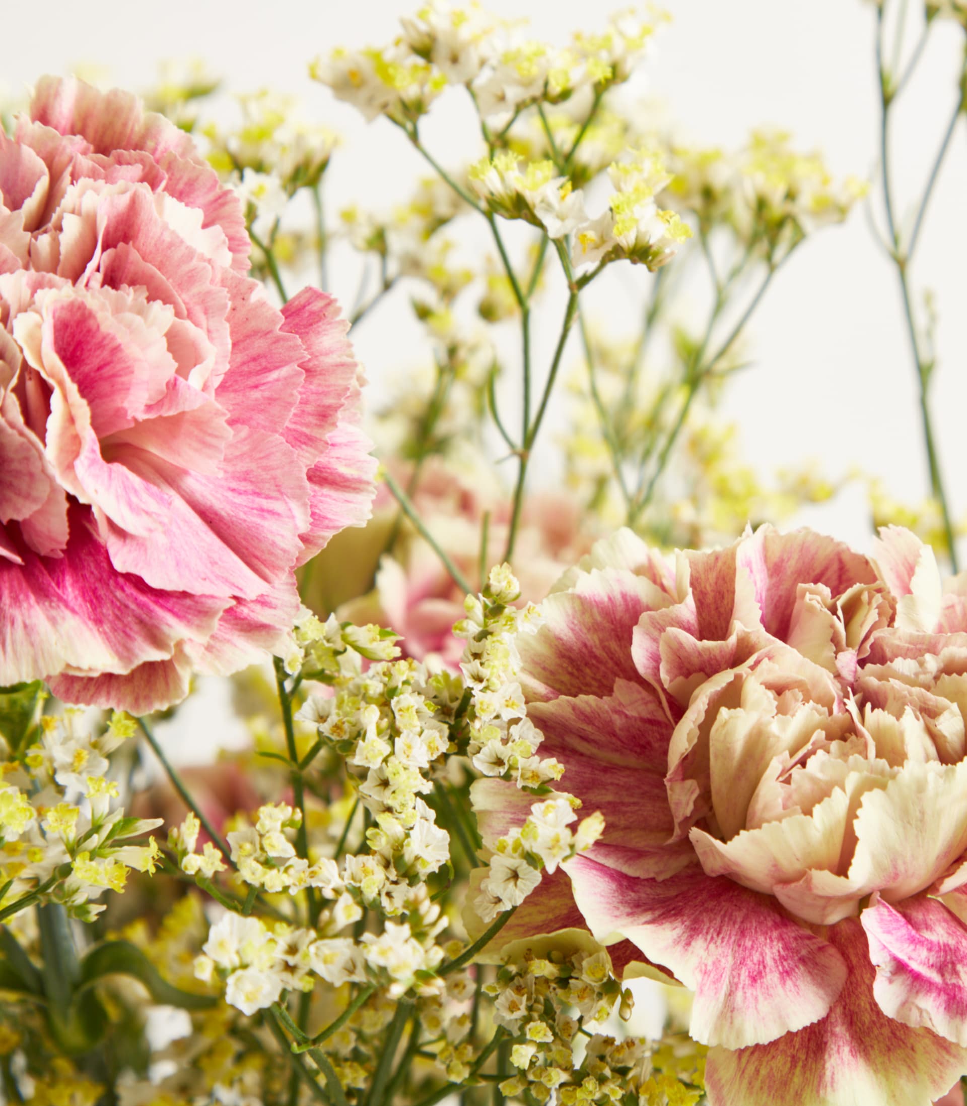 Im Vordergrund stehen zwei große rosa und weiße Nelken, im Hintergrund ein zarter Strauß winziger gelber Blüten.
