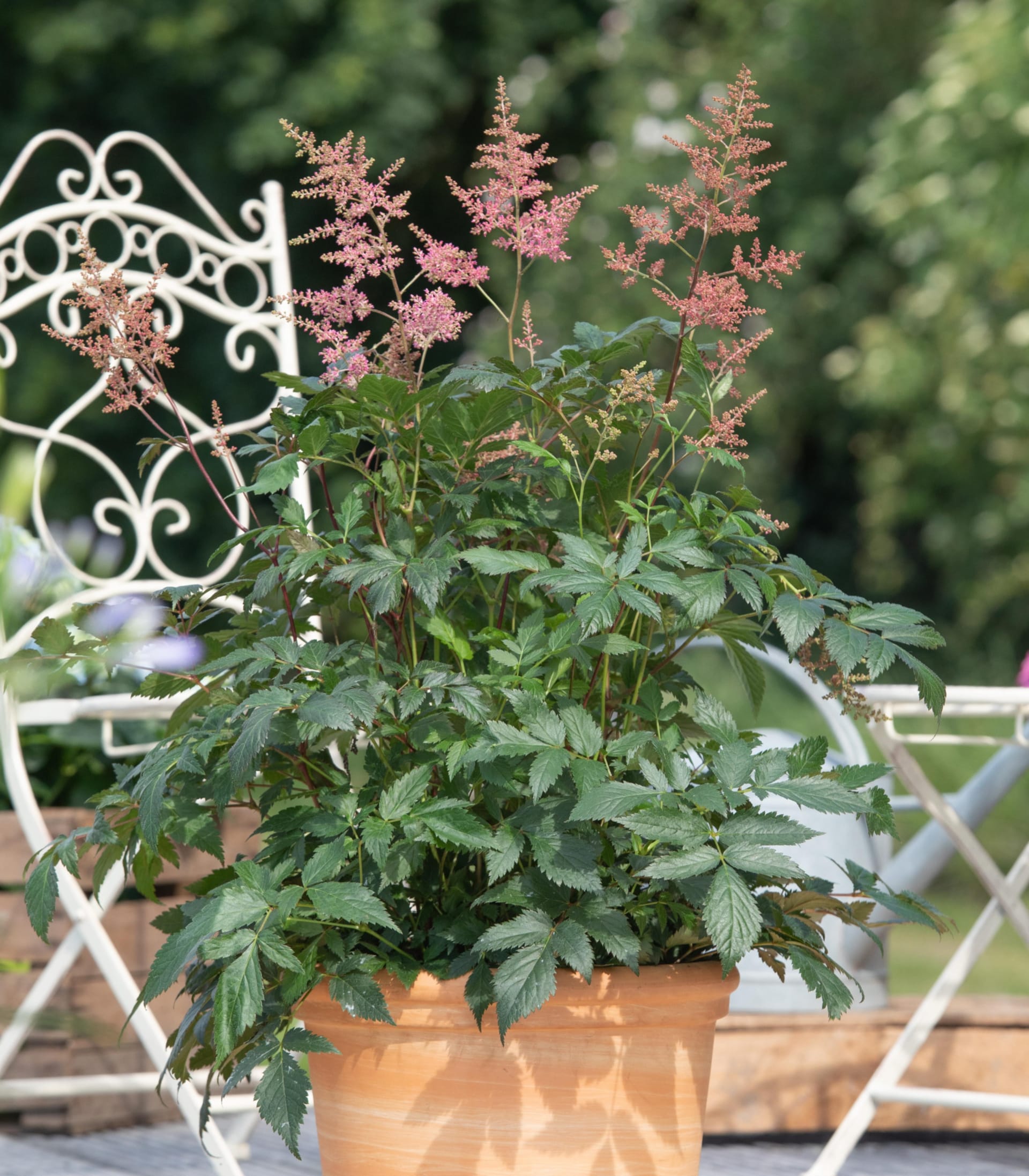 Im Vordergrund steht eine Topfpflanze mit üppigem grünem Laub und zarten rosa Blüten vor einem schlichten Hintergrund, auf dem die Beine einer Person zu sehen sind.