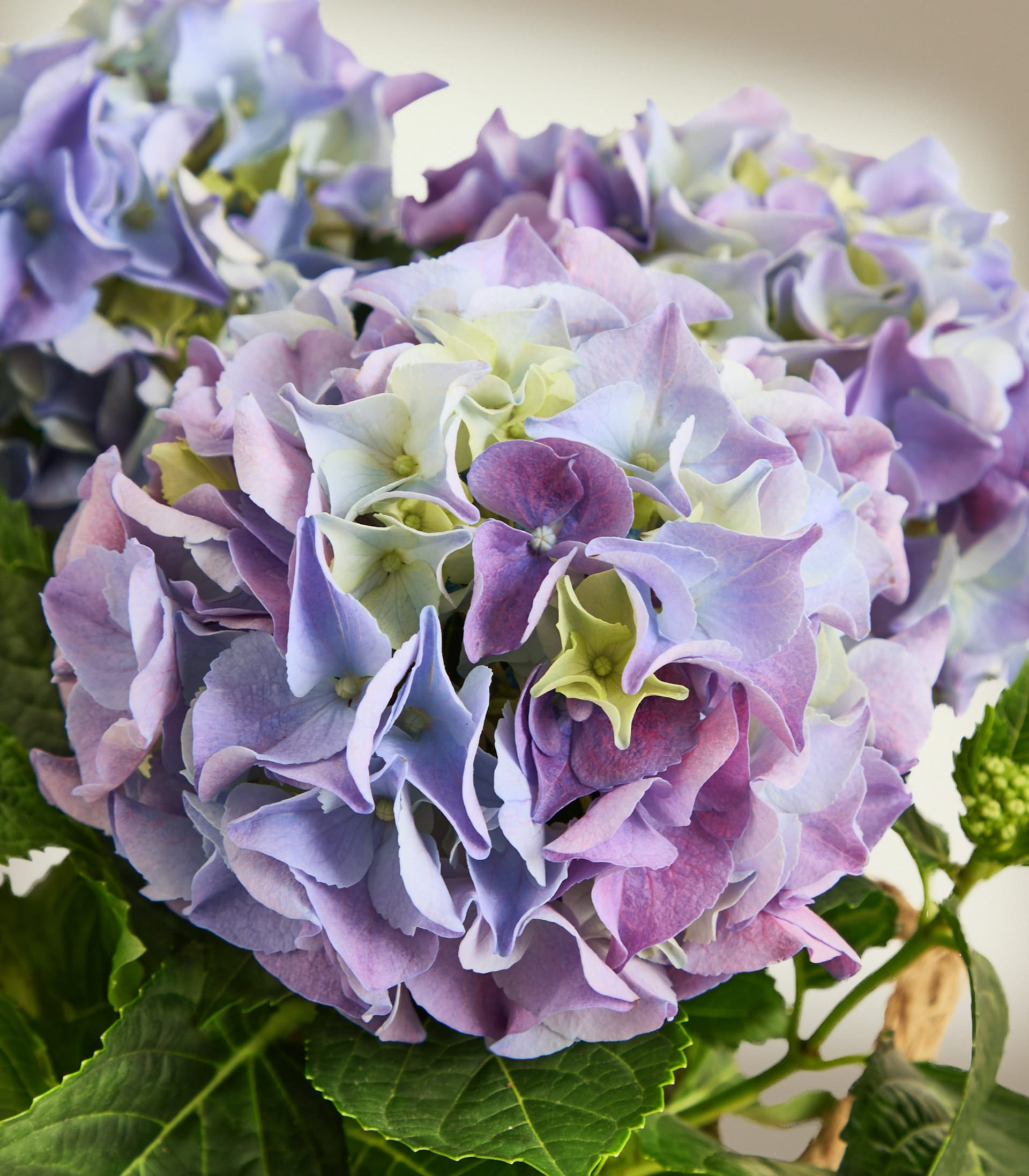 Im Vordergrund füllt eine Gruppe von violetten und blauen Hortensien mit grünen Blättern den Raum vor einem weichen, hellen Hintergrund.