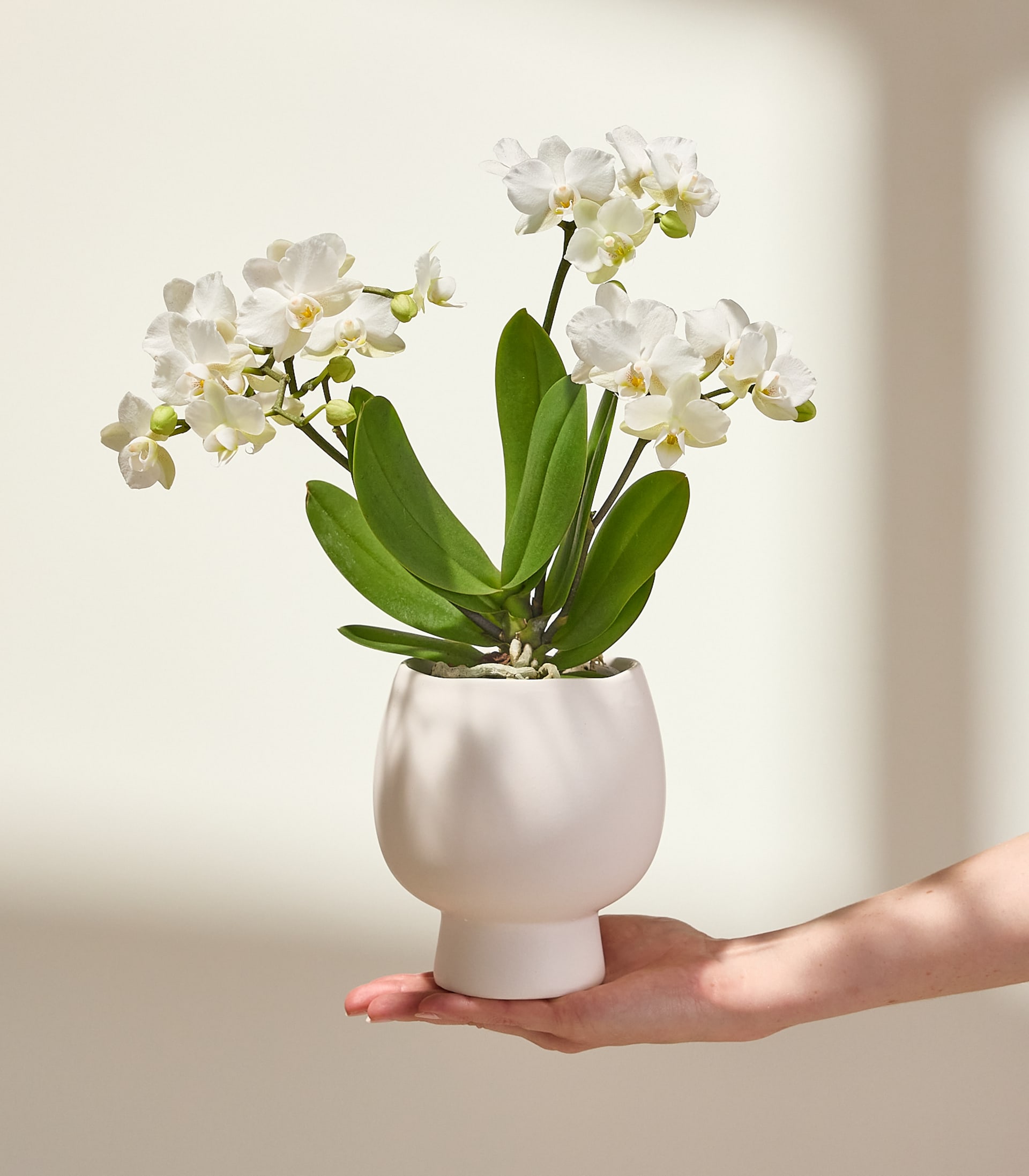 Vor einem sanften, hellen Hintergrund blüht ein Strauß zarter weißer Orchideen mit gelben Zentren.