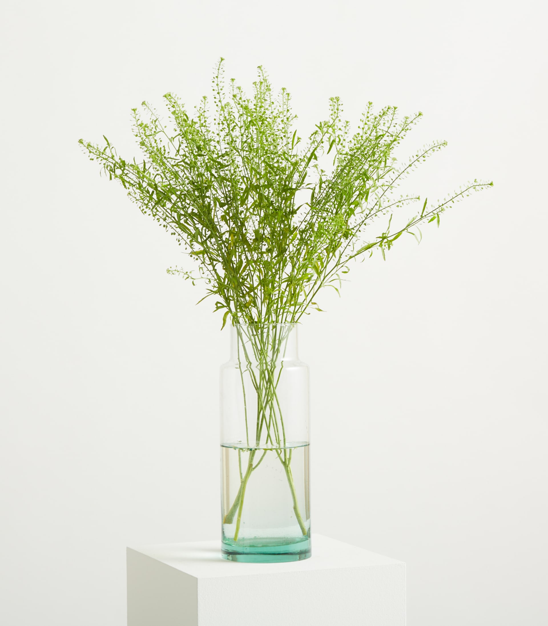 Ein zarter Strauß grüner Wildblumen in einer durchsichtigen Glasvase steht auf einem weißen Sockel vor einem schlichten weißen Hintergrund.