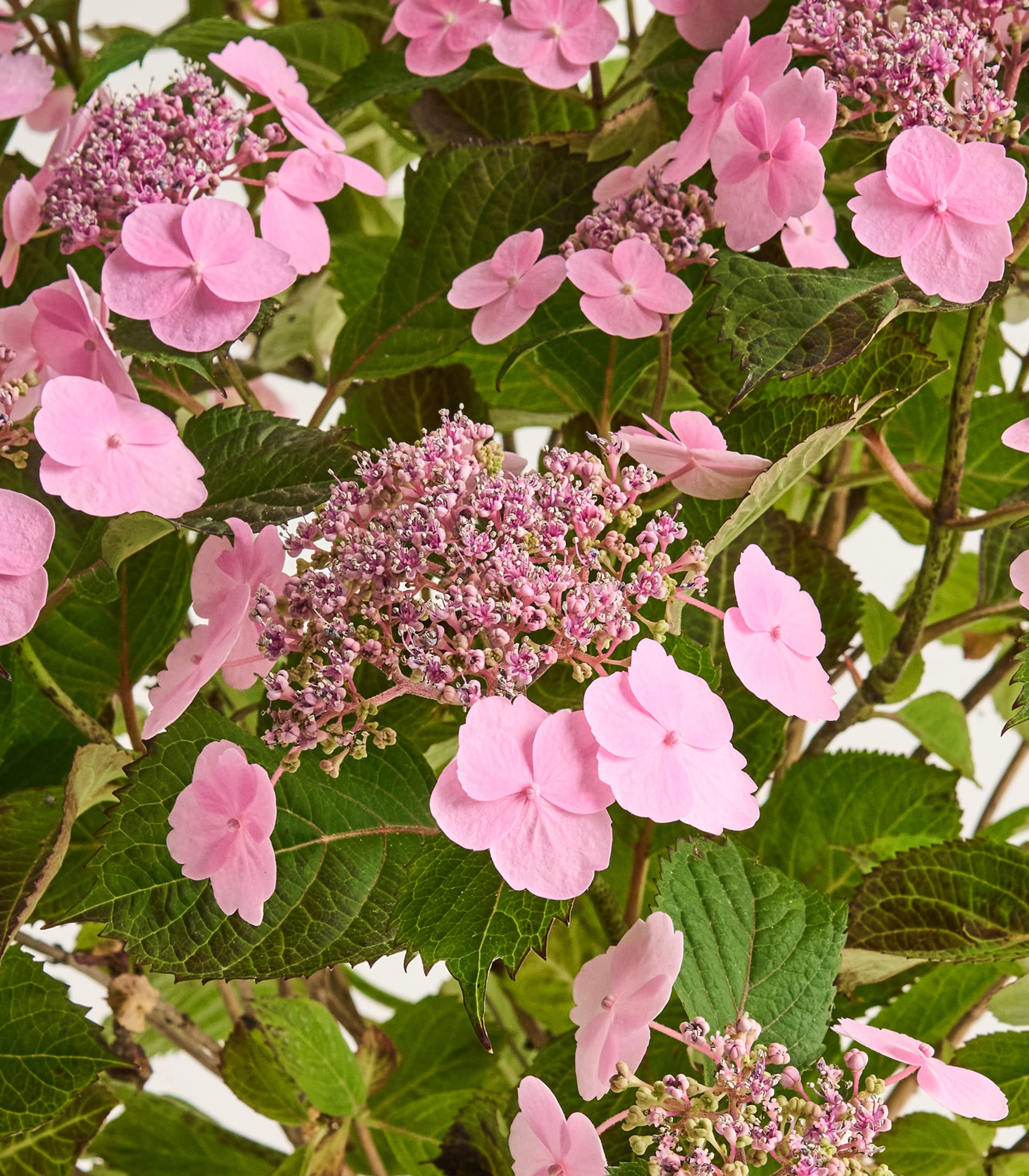 Zarte rosa Hortensienblüten und -knospen drängen sich zwischen üppigen grünen Blättern.