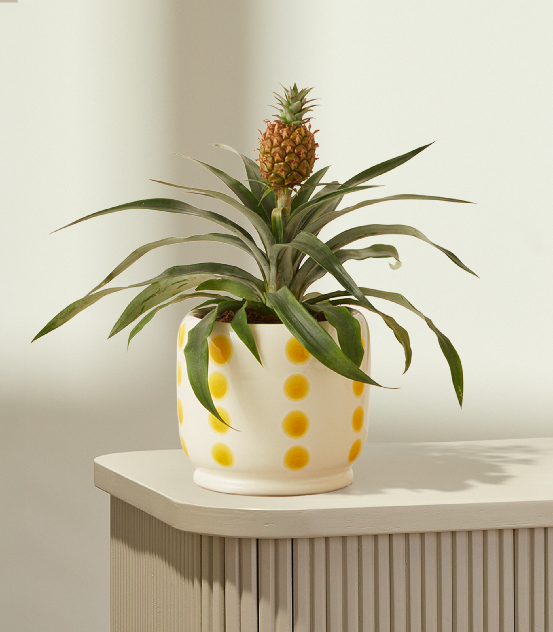 Eine leuchtend grüne Ananas mit ihren grünen Blättern und ihrer stacheligen Schale hebt sich deutlich von einem schlichten weißen Hintergrund ab.
