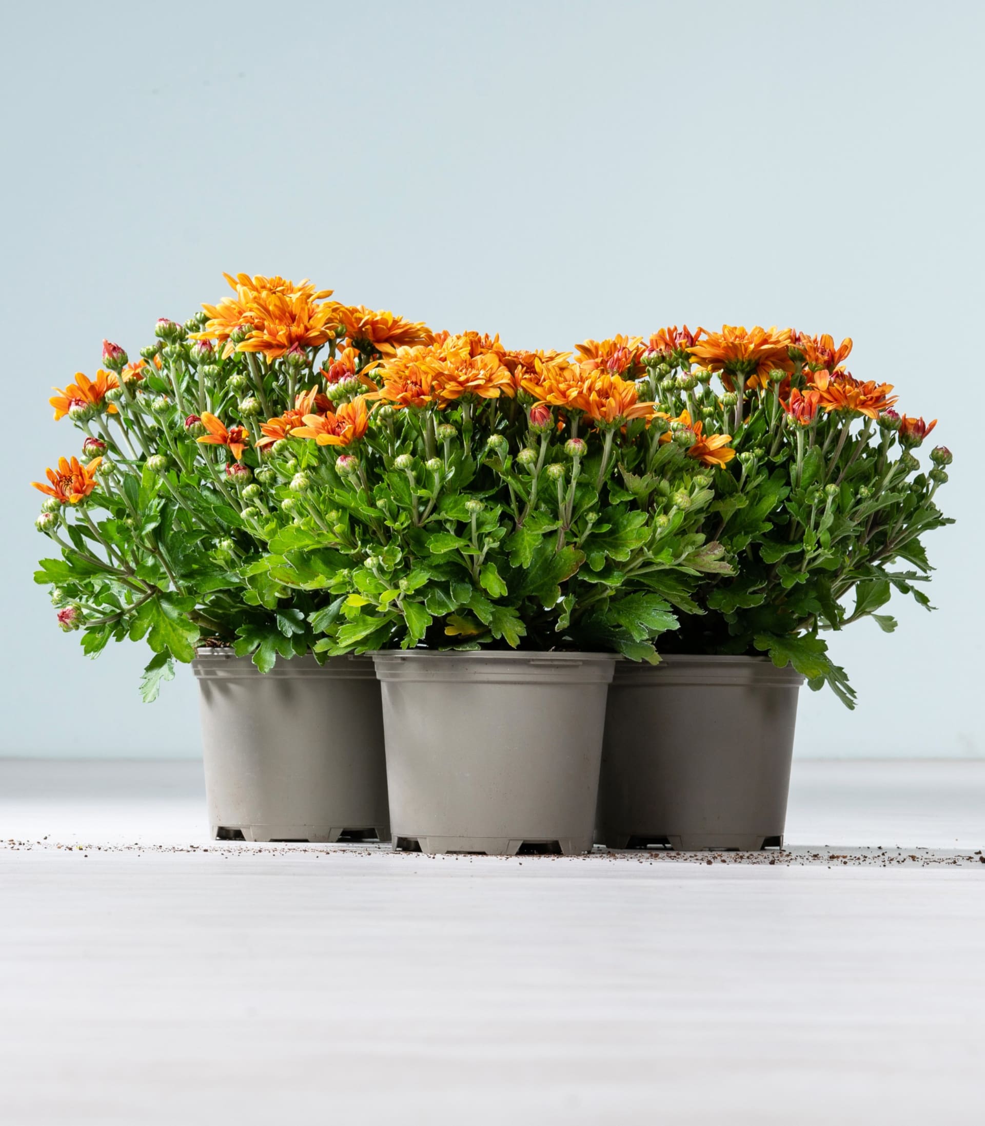 Drei Töpfe mit leuchtend orangefarbenen Chrysanthemen stehen auf einer weißen Fläche vor einem sanftblauen Hintergrund.
