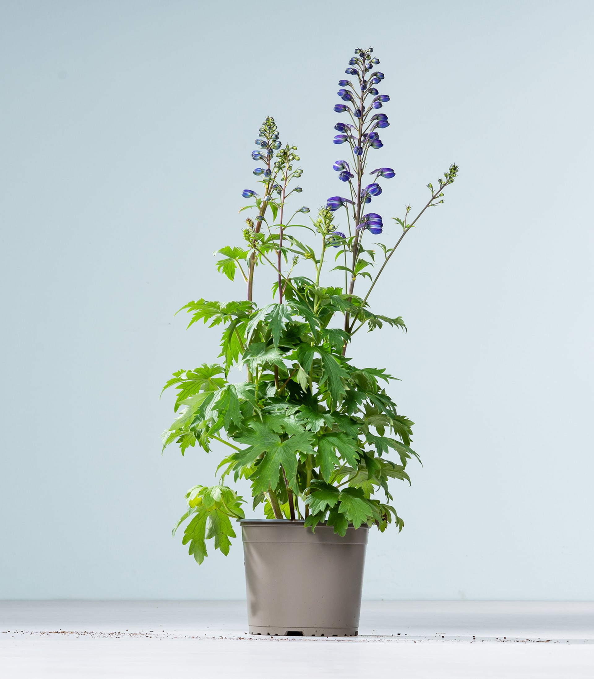 Im Vordergrund steht ein Topf-Rittersporn mit hohen, violetten Blütenähren vor einem hellblauen Hintergrund.