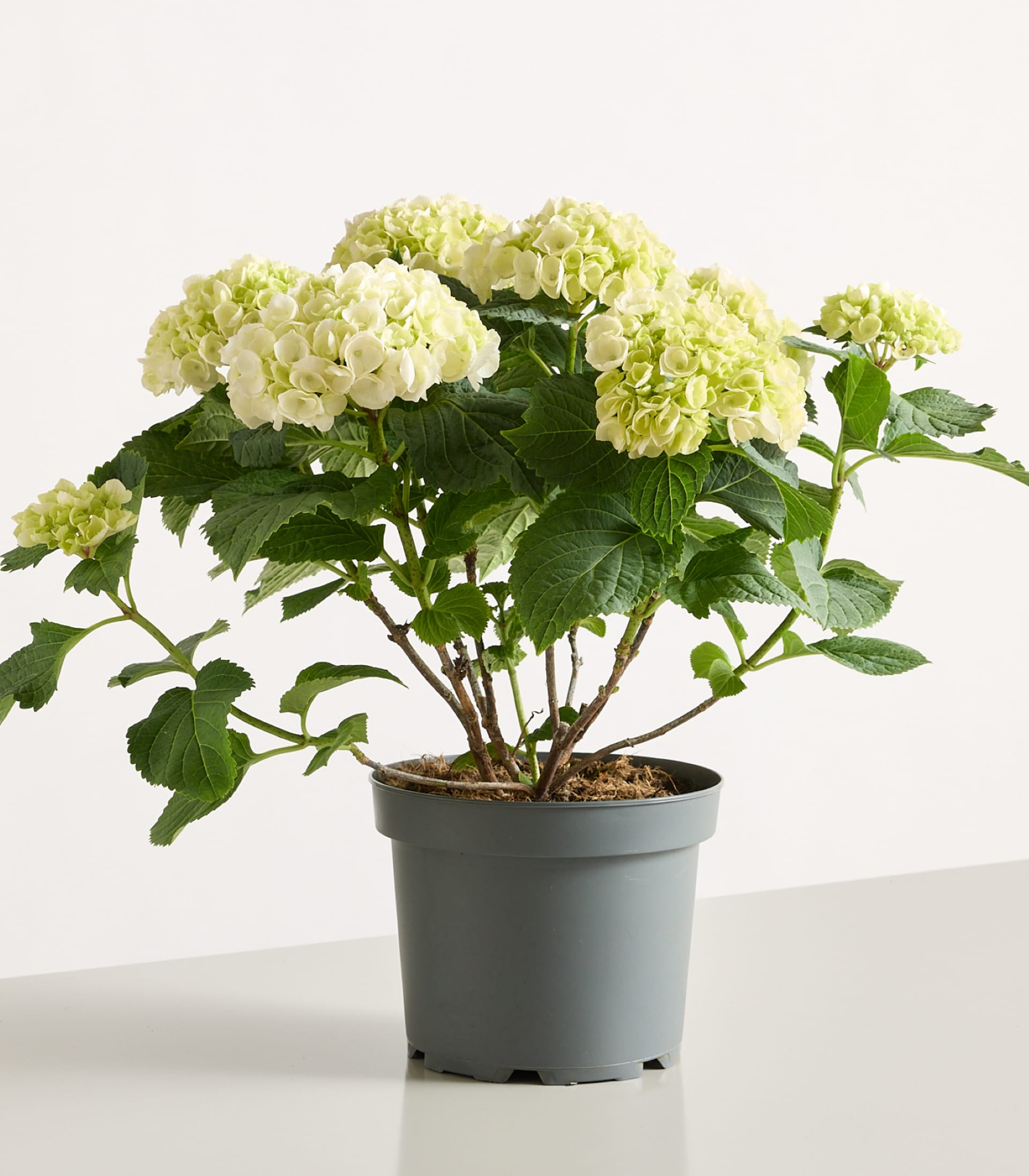 Eine Topfhortensie mit cremeweißen Blüten steht auf einer weißen Fläche vor einem schlichten weißen Hintergrund.