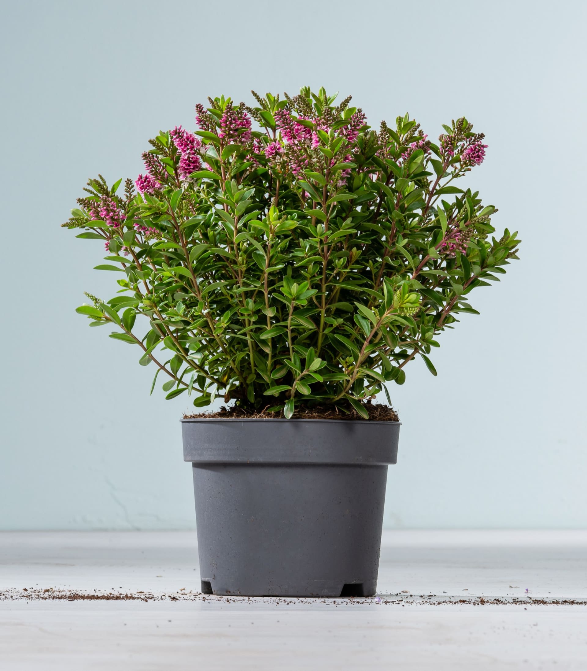 Eine Topfpflanze vom Typ Hebe mit kleinen rosa Blüten steht auf einer weißen Holzoberfläche vor einem hellblauen Hintergrund.