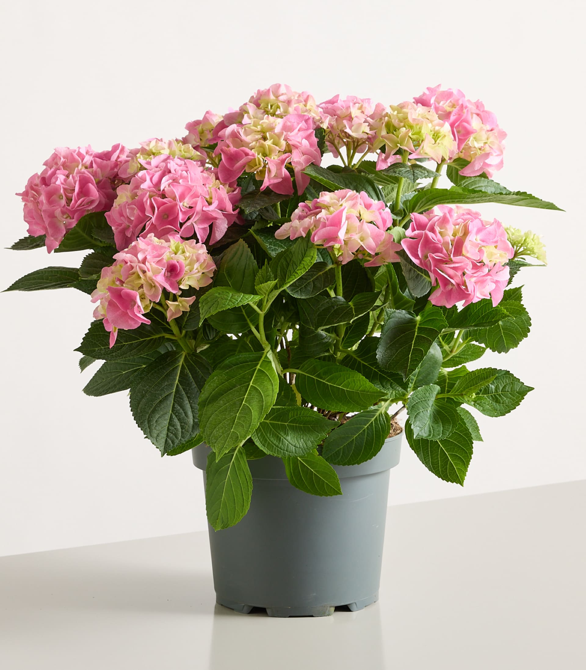 Eine rosafarbene Topfhortensie mit üppig grünen Blättern steht auf einer hellgrauen Oberfläche vor einem schlichten weißen Hintergrund.