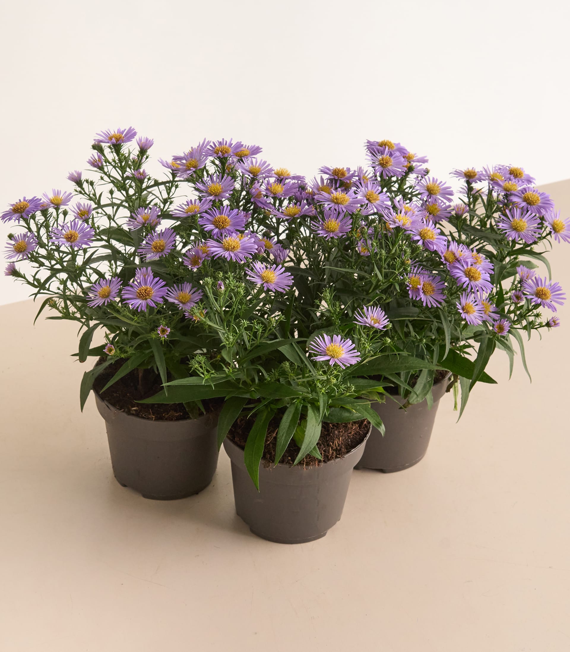 Im Vordergrund sind mehrere violette Topfastern mit zarten gelben Zentren vor einem sanft beleuchteten, neutralen Hintergrund gruppiert.