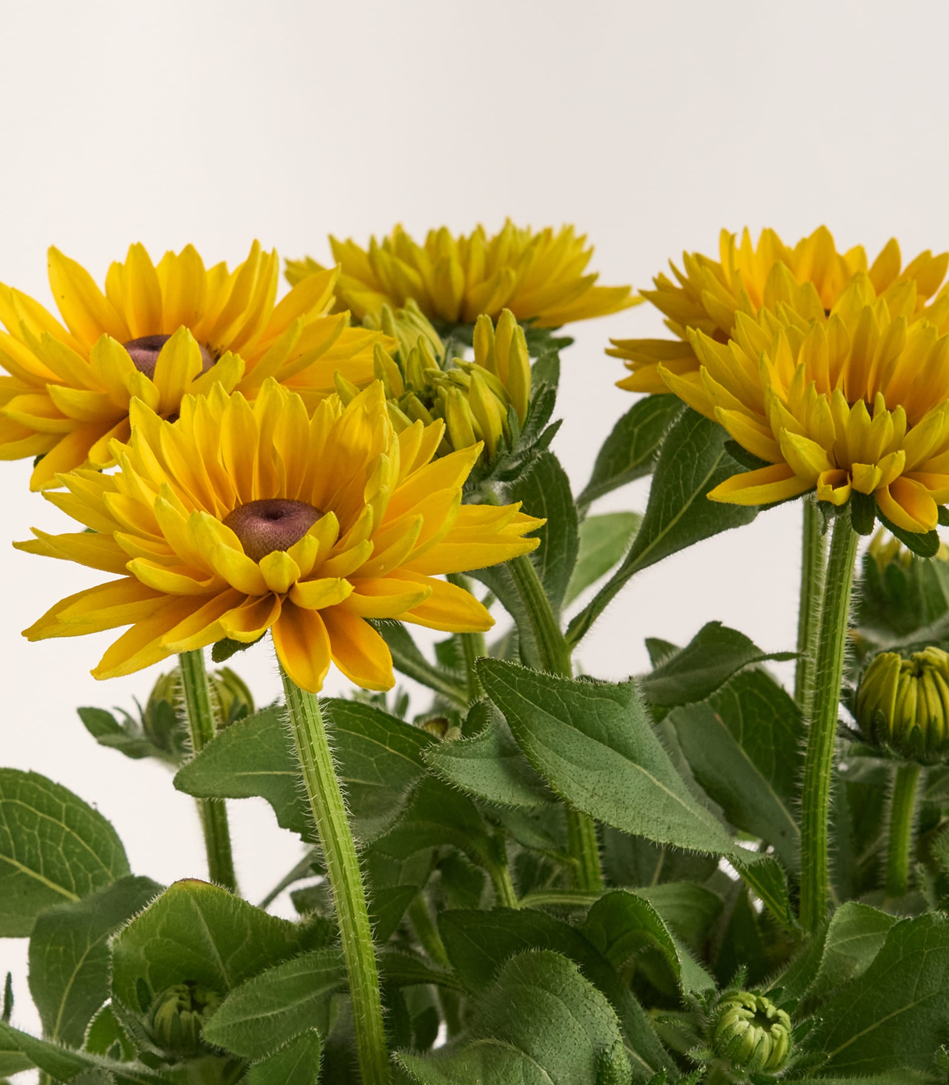 Im Vordergrund blühen mehrere leuchtend gelbe, gefüllte Blüten mit dunklen Zentren, umgeben von grünen Blättern und Knospen, vor einem schlichten weißen Hintergrund.