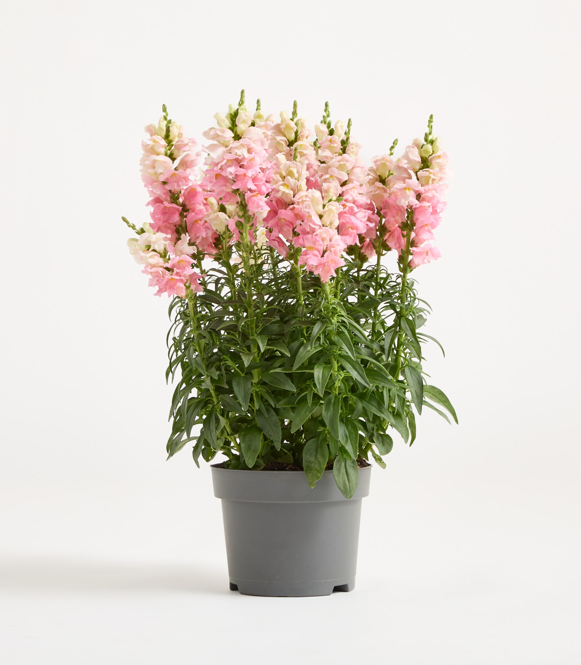 Eine Topfpflanze mit hohen Stängeln rosa Löwenmäulchen steht vor einem schlichten weißen Hintergrund.