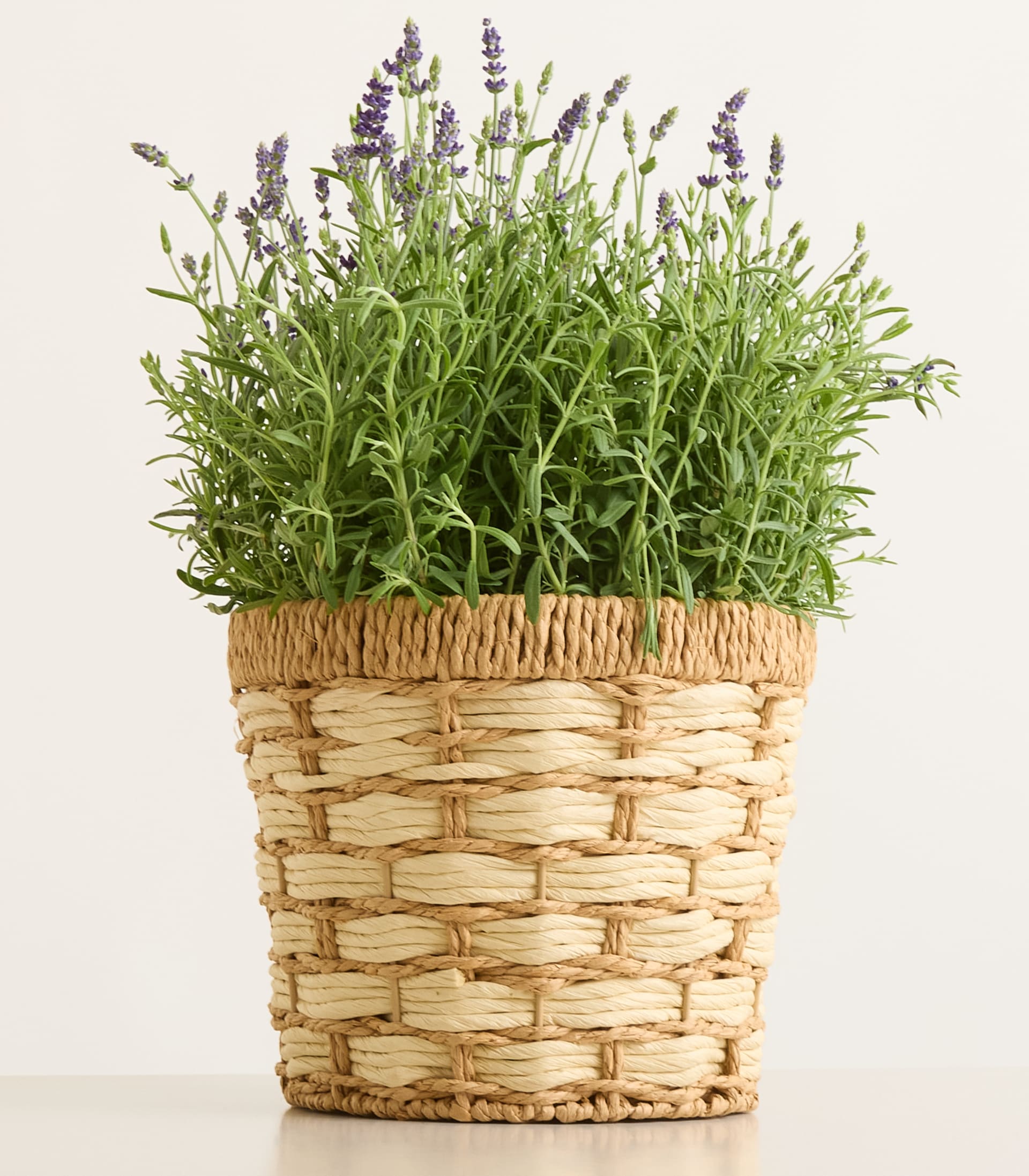 Eine Lavendelpflanze im Topf mit violetten Blüten steht in einem geflochtenen Korb vor einem schlichten weißen Hintergrund.