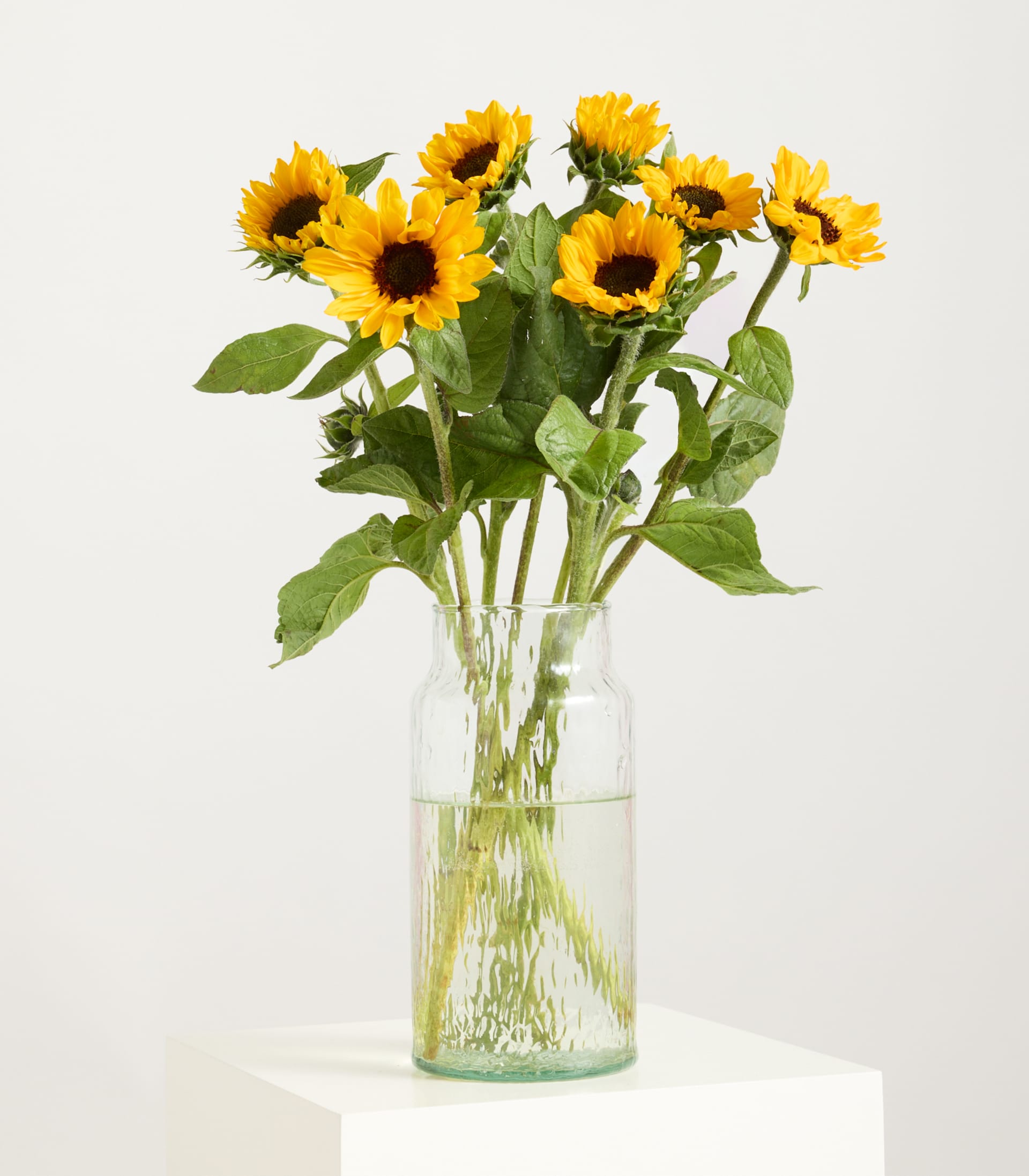 Ein Strauß leuchtend gelber Sonnenblumen mit dunklen Blütenzentren steht in einer strukturierten Glasvase auf einer weißen Oberfläche vor einem schlichten weißen Hintergrund.