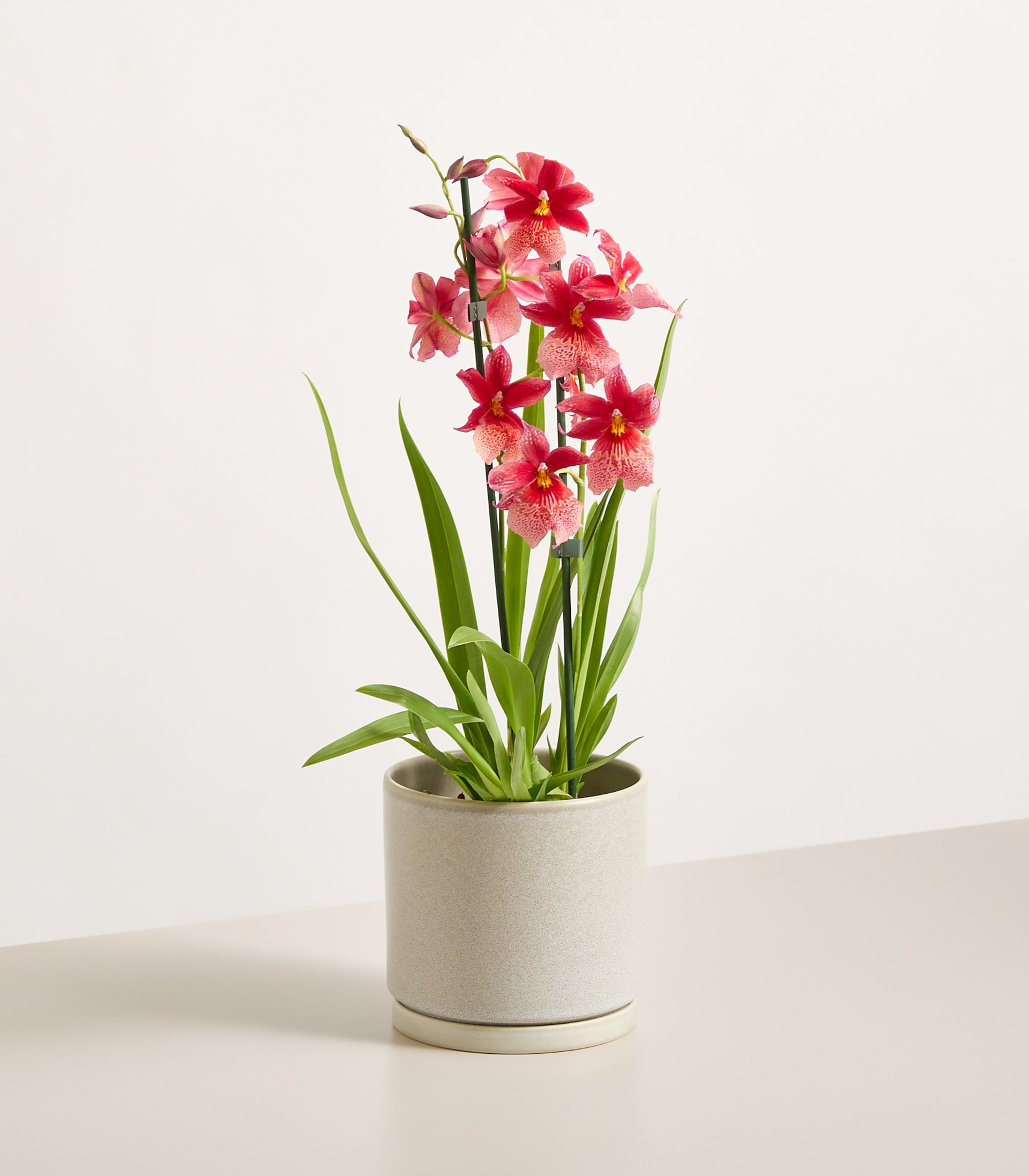 Eine Orchidee im Topf mit zartrosa Blüten steht auf einer hellen Oberfläche vor einem schlichten weißen Hintergrund. (Beschreibungstext KI-generiert)