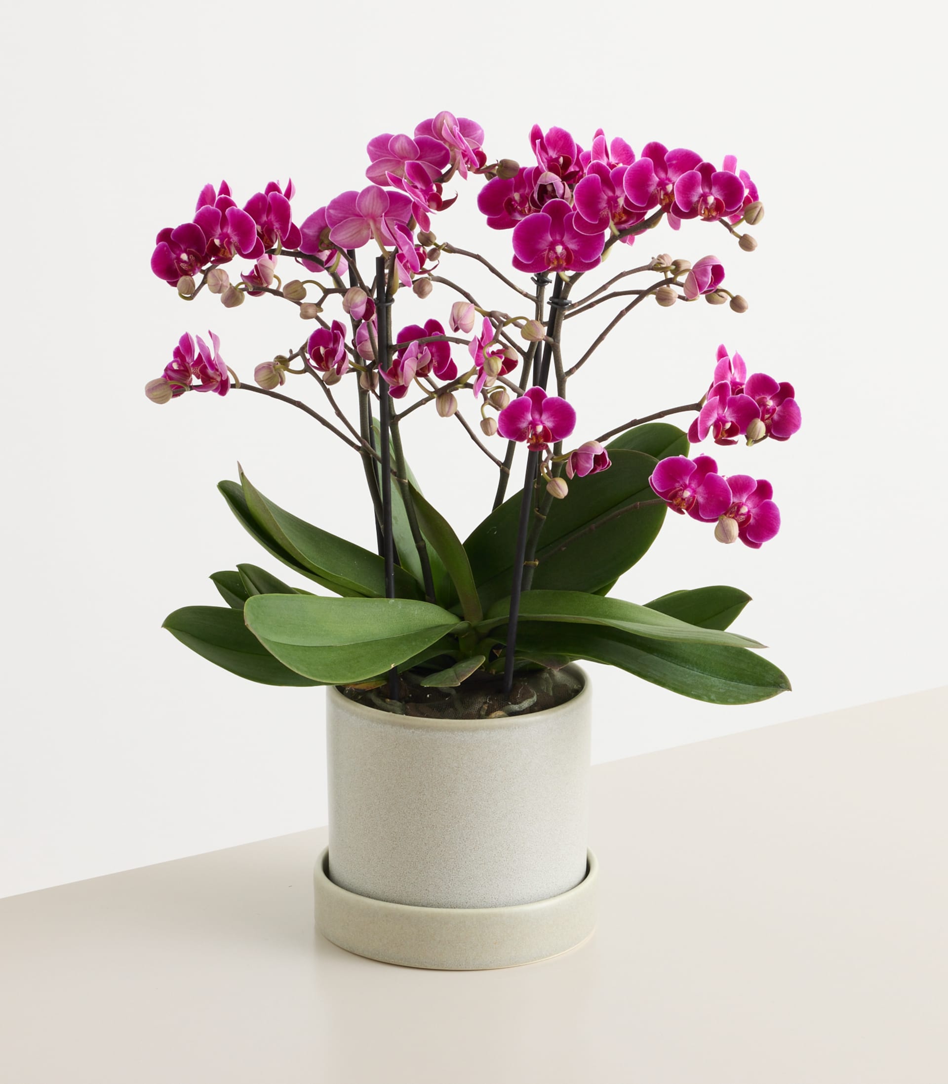 Eine Orchidee im Topf mit leuchtend pinkfarbenen Blüten steht auf einem Unterteller vor einem schlichten weißen Hintergrund. (Beschreibungstext KI-generiert)