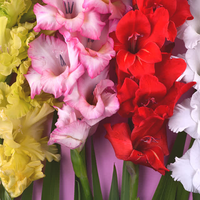 Ein leuchtender Strauß Gladiolenblüten in verschiedenen Rosa-, Rot- und Gelbtönen vor einem weichen, unscharfen Hintergrund.